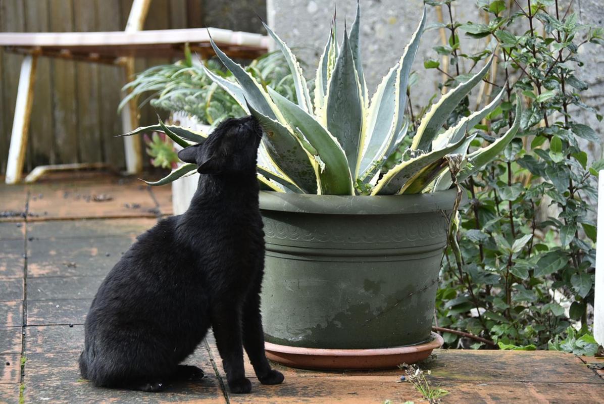 Tarcisio B&B photo 4