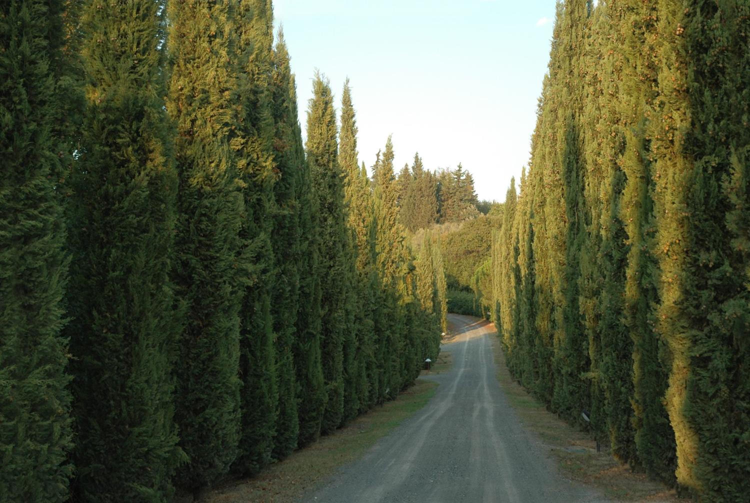Tenuta Moriano
