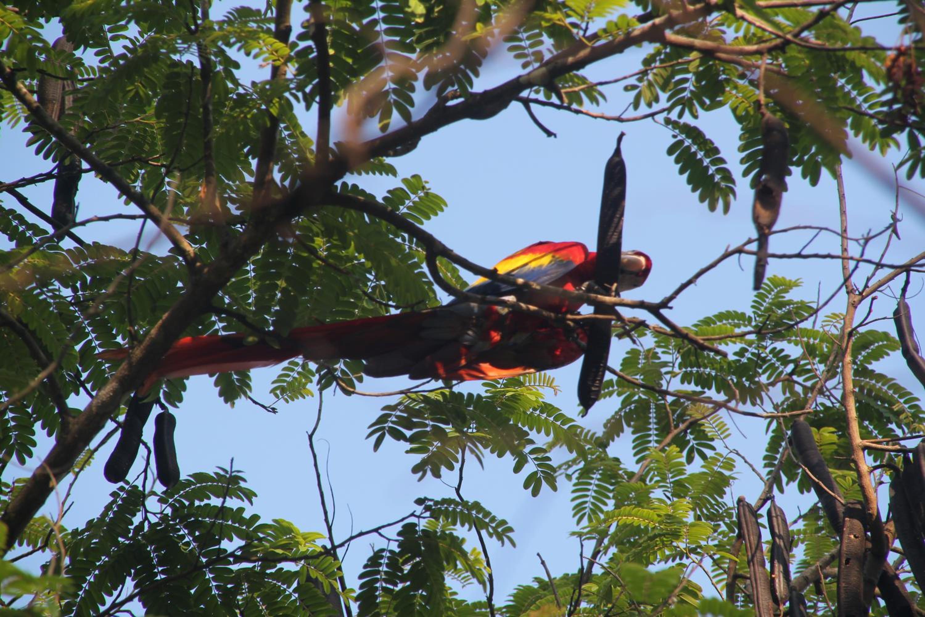 Teva Hotel & Jungle Reserve