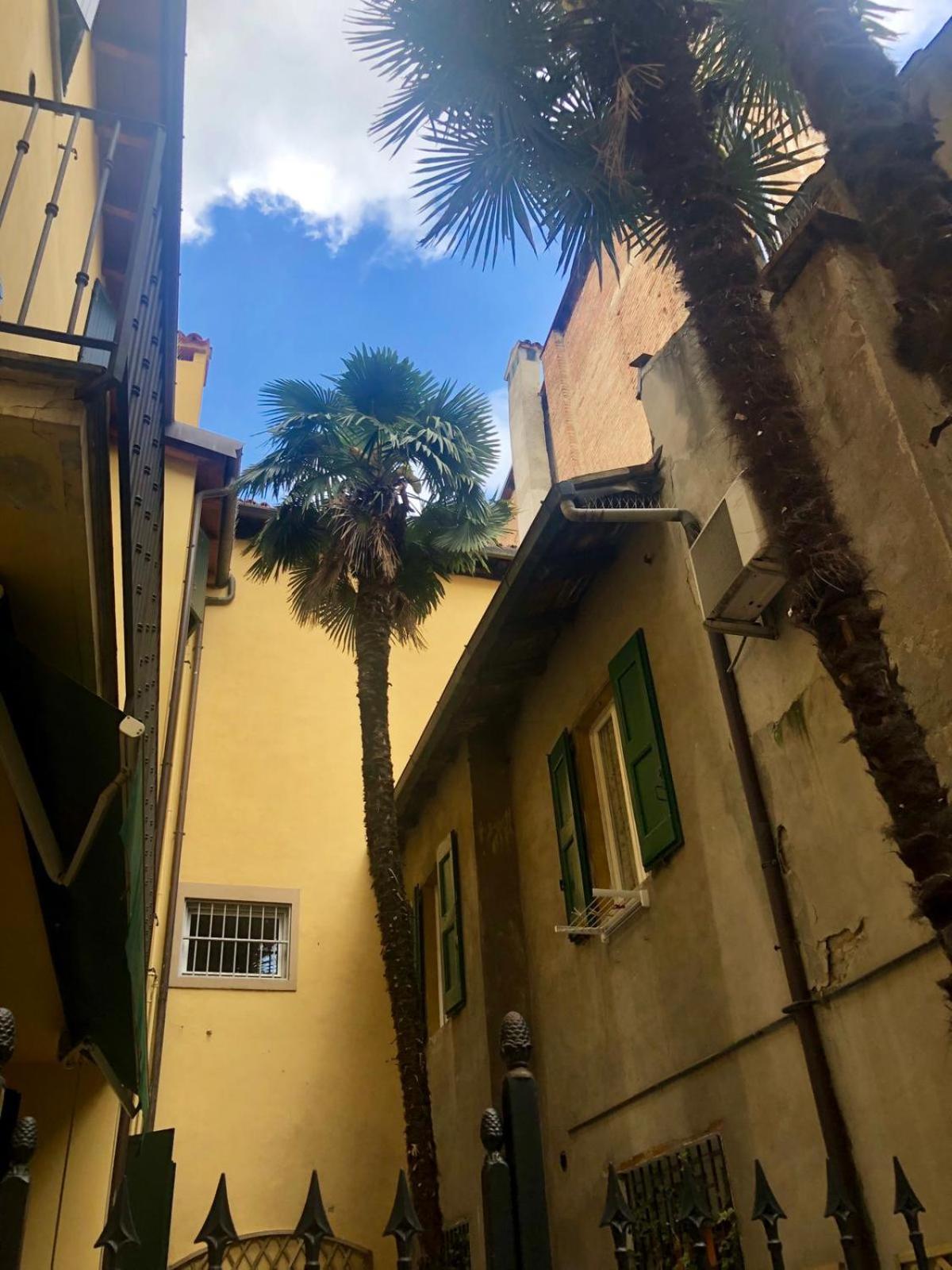Le palme photo 3
