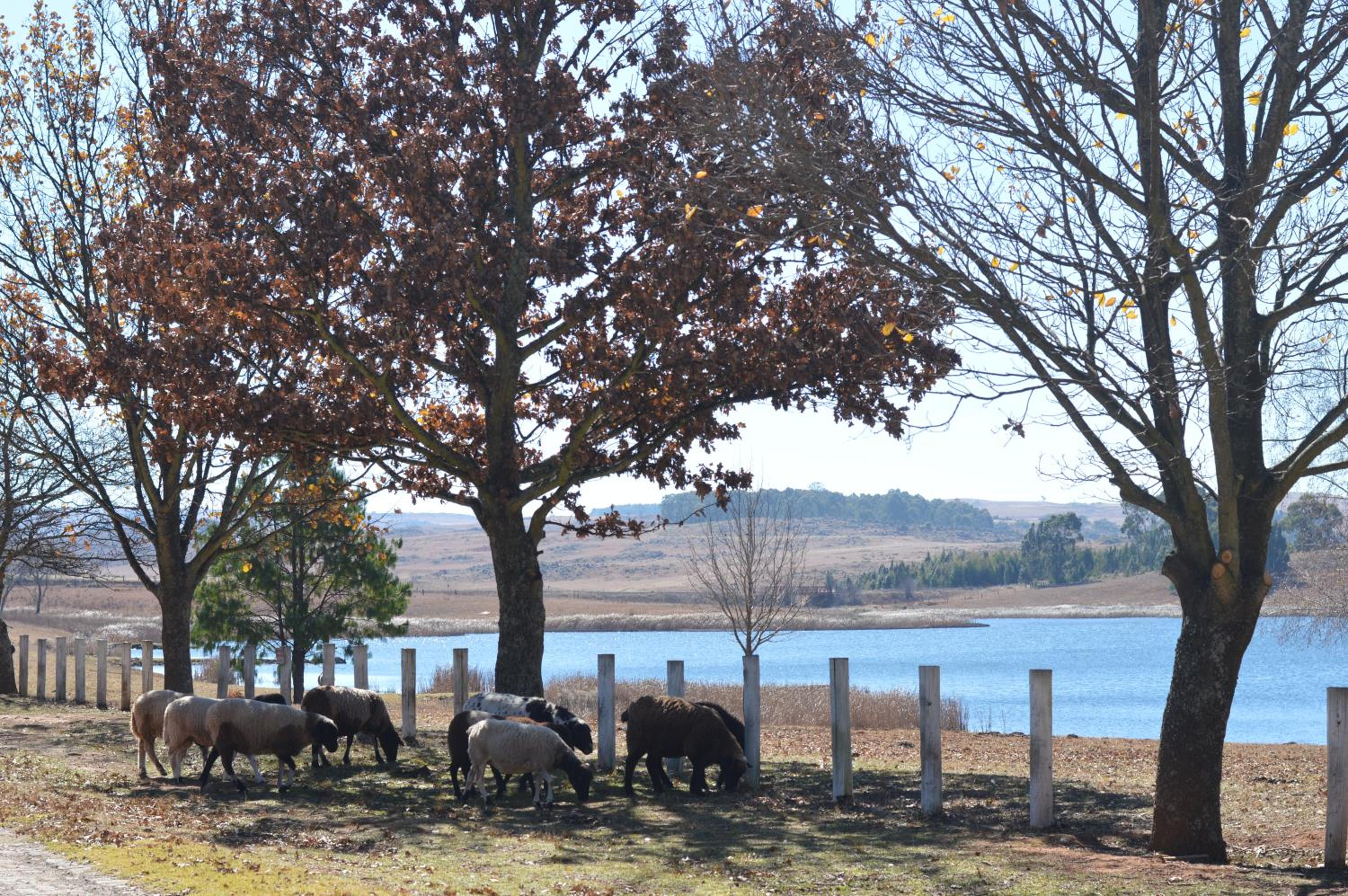 Dullstroom on the Dam view 2