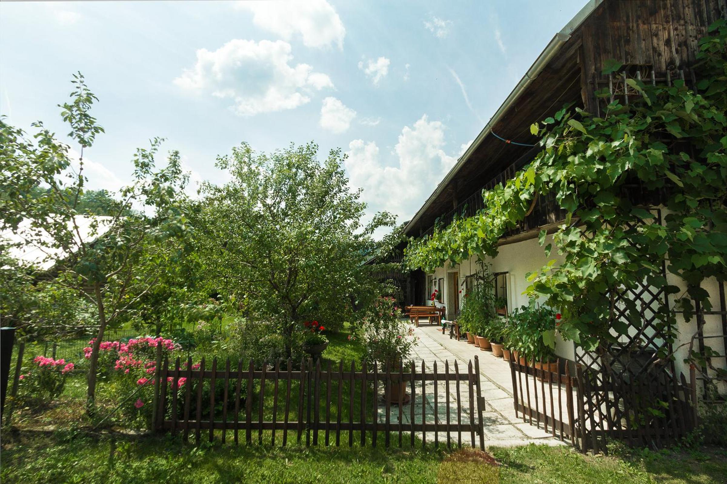 House, Garden and a Green Cat view 4