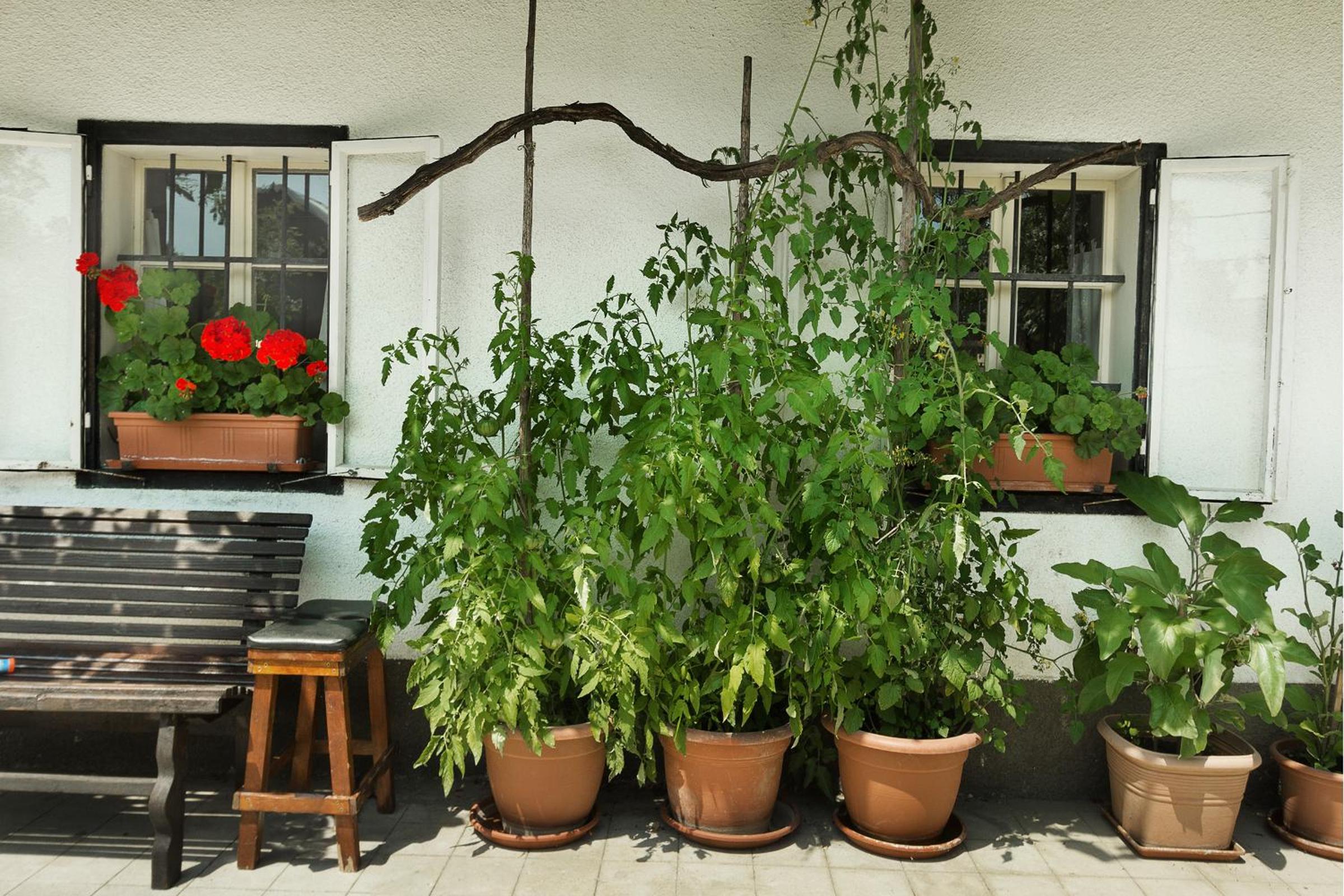 House, Garden and a Green Cat view 5