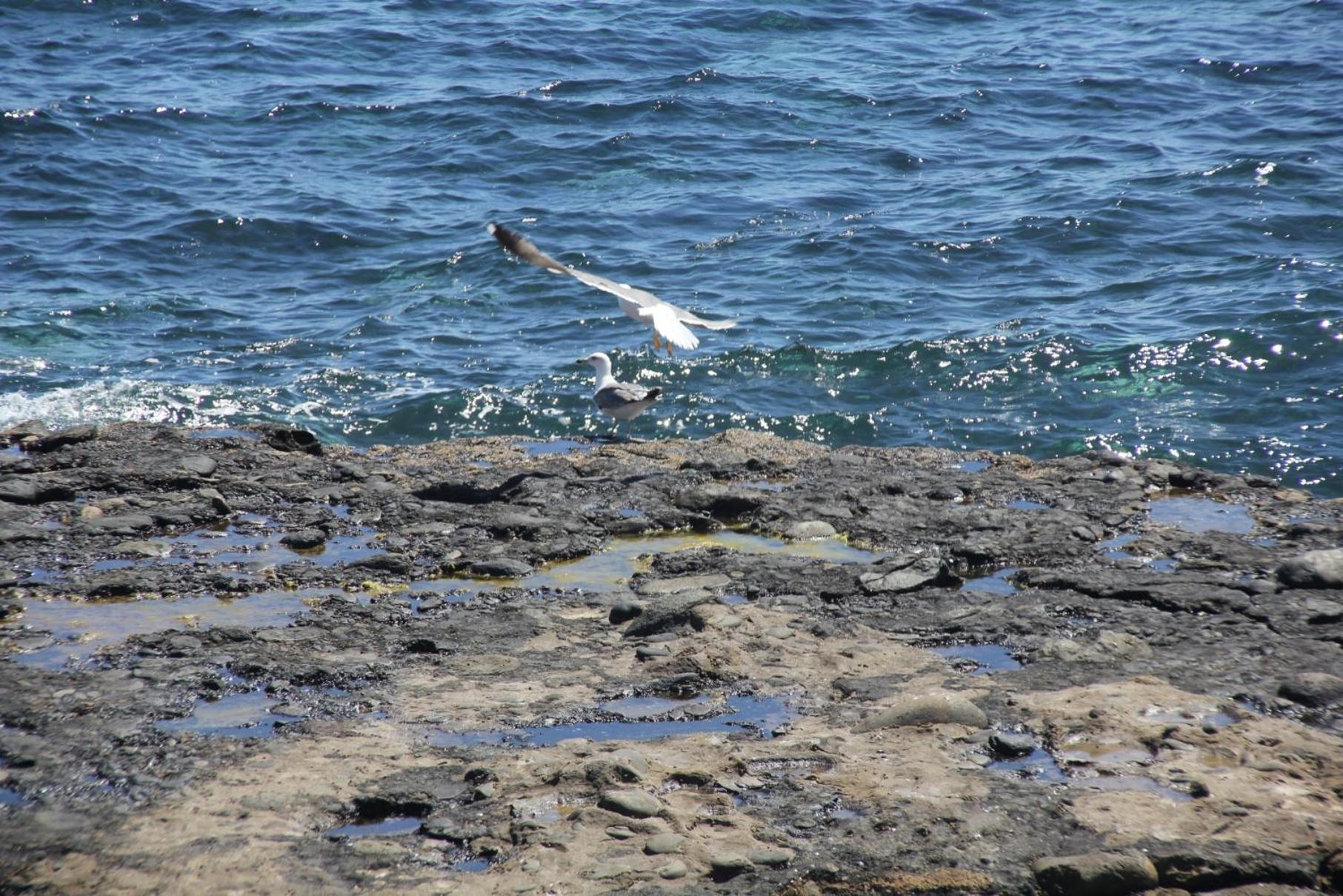 Seagull Estudios view 5