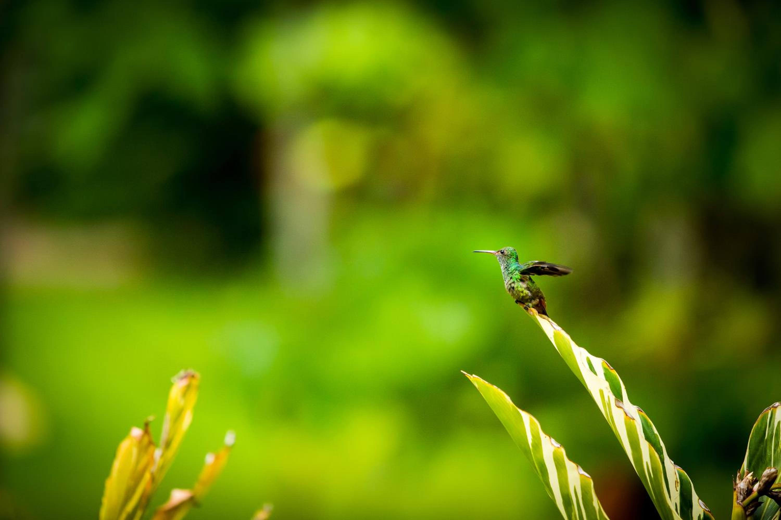 Belize Vacations - The Lodge at ChaaCreek - Property Image 5
