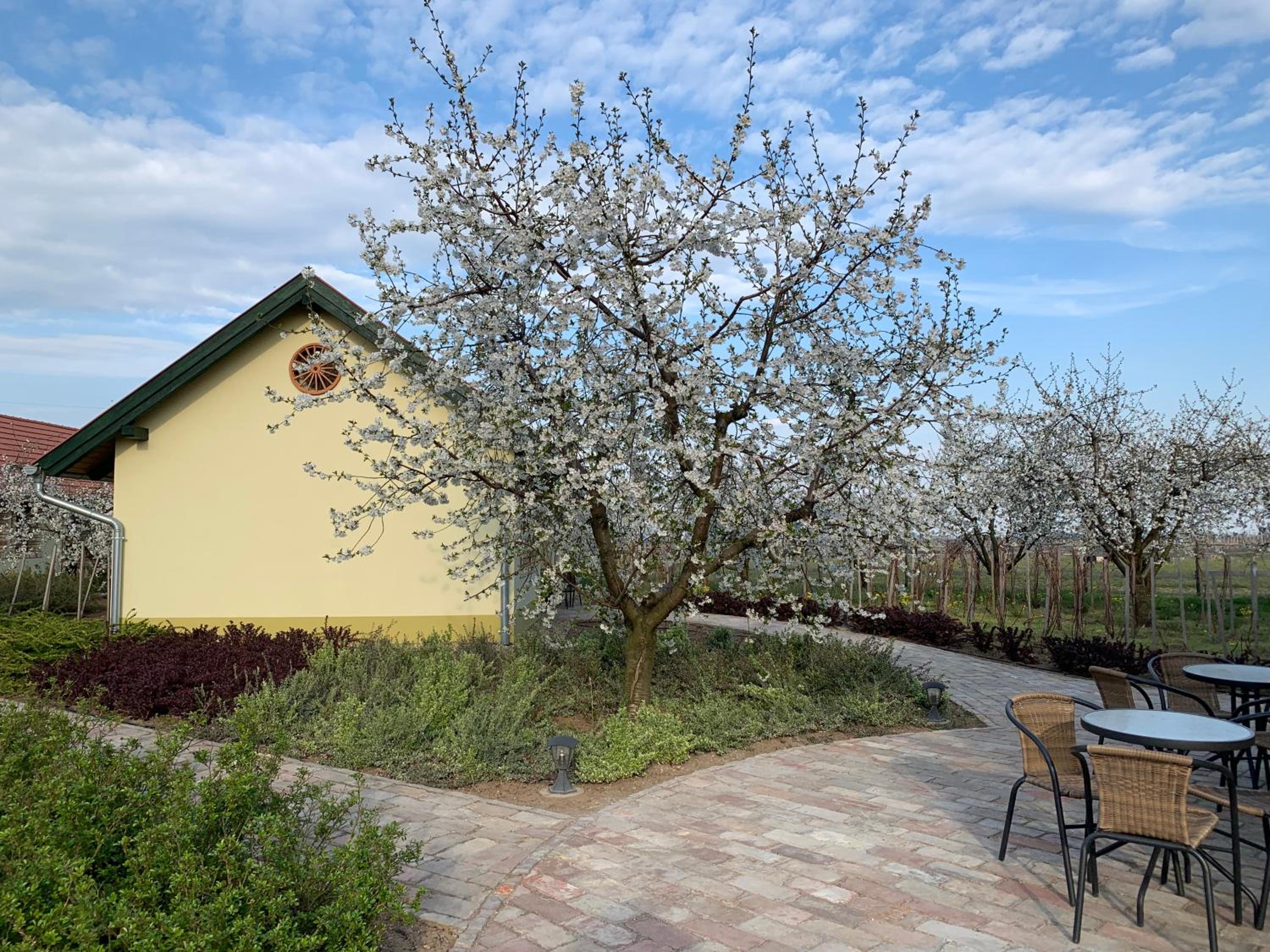 BÉNI family wine farm view 5