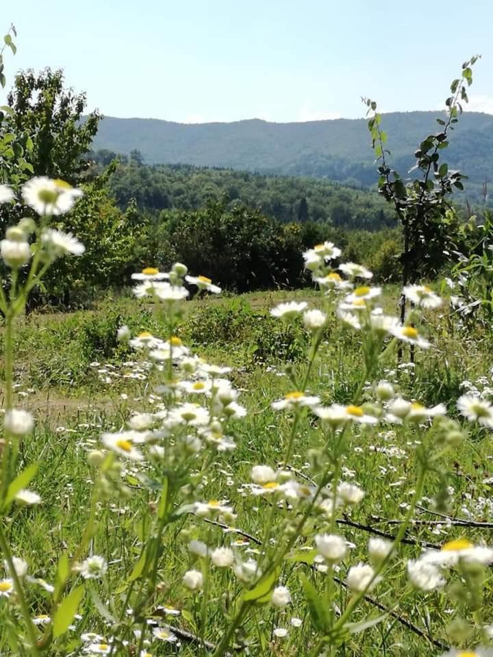 Pensiunea La Poarta Bucovinei