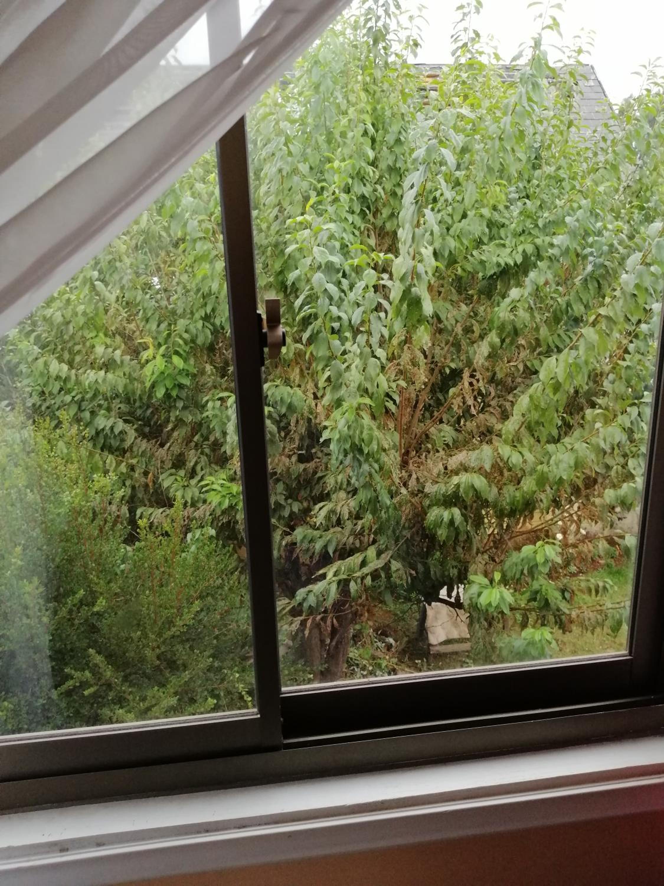 Bosque Valdiviano Apartment