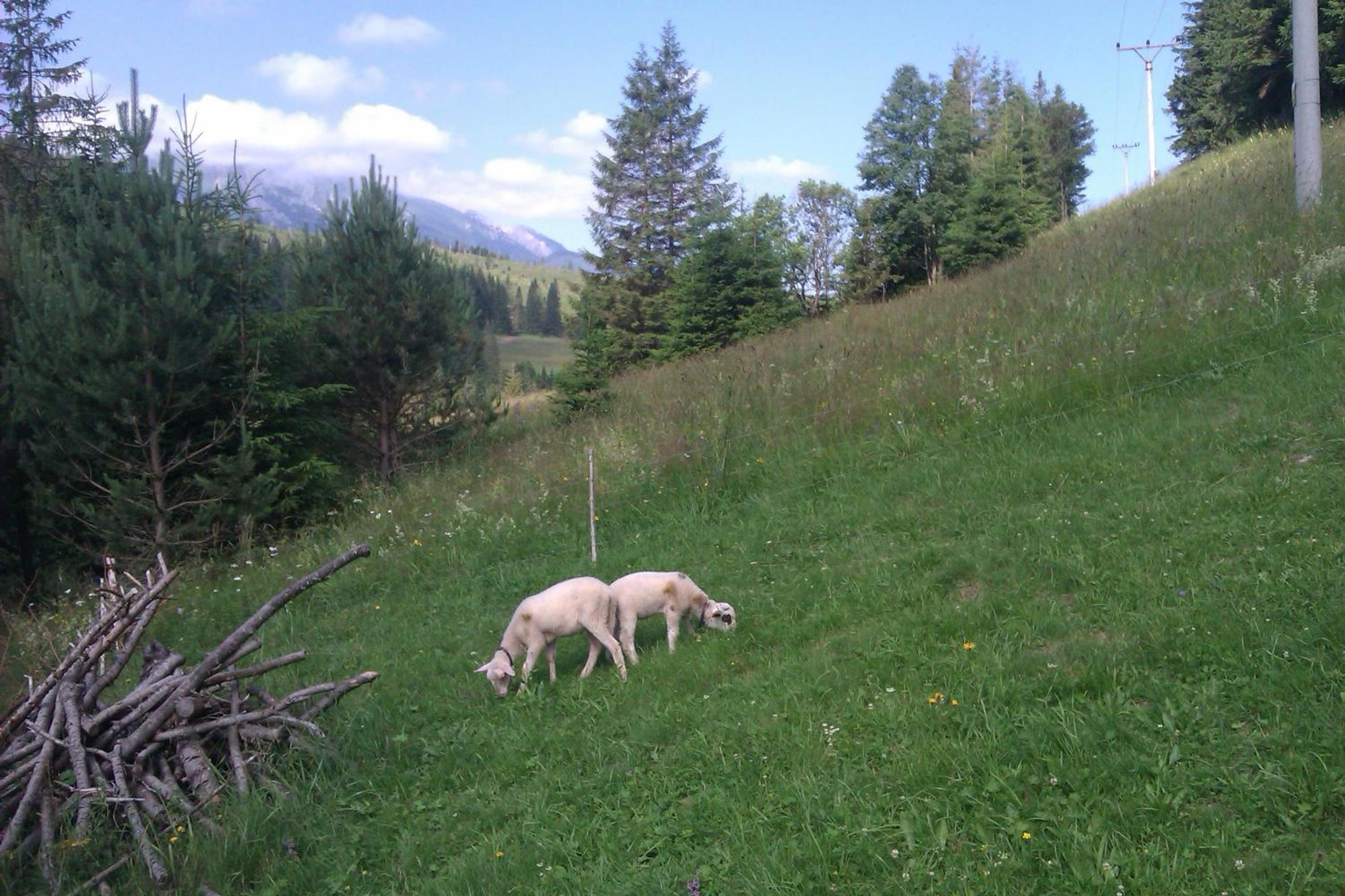 Photo 52