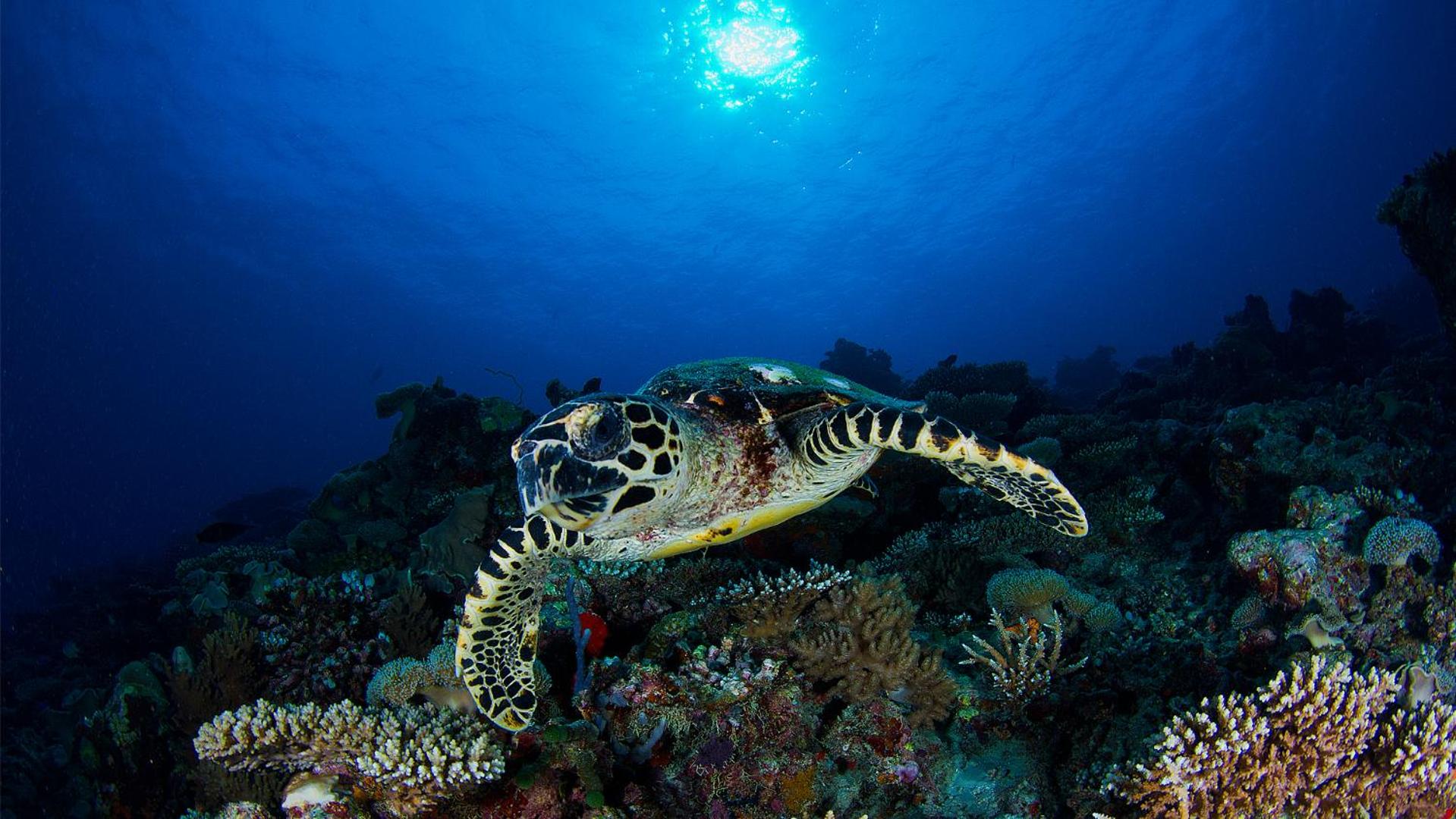 Vakkaru Maldives - Luxury Private Island Resort