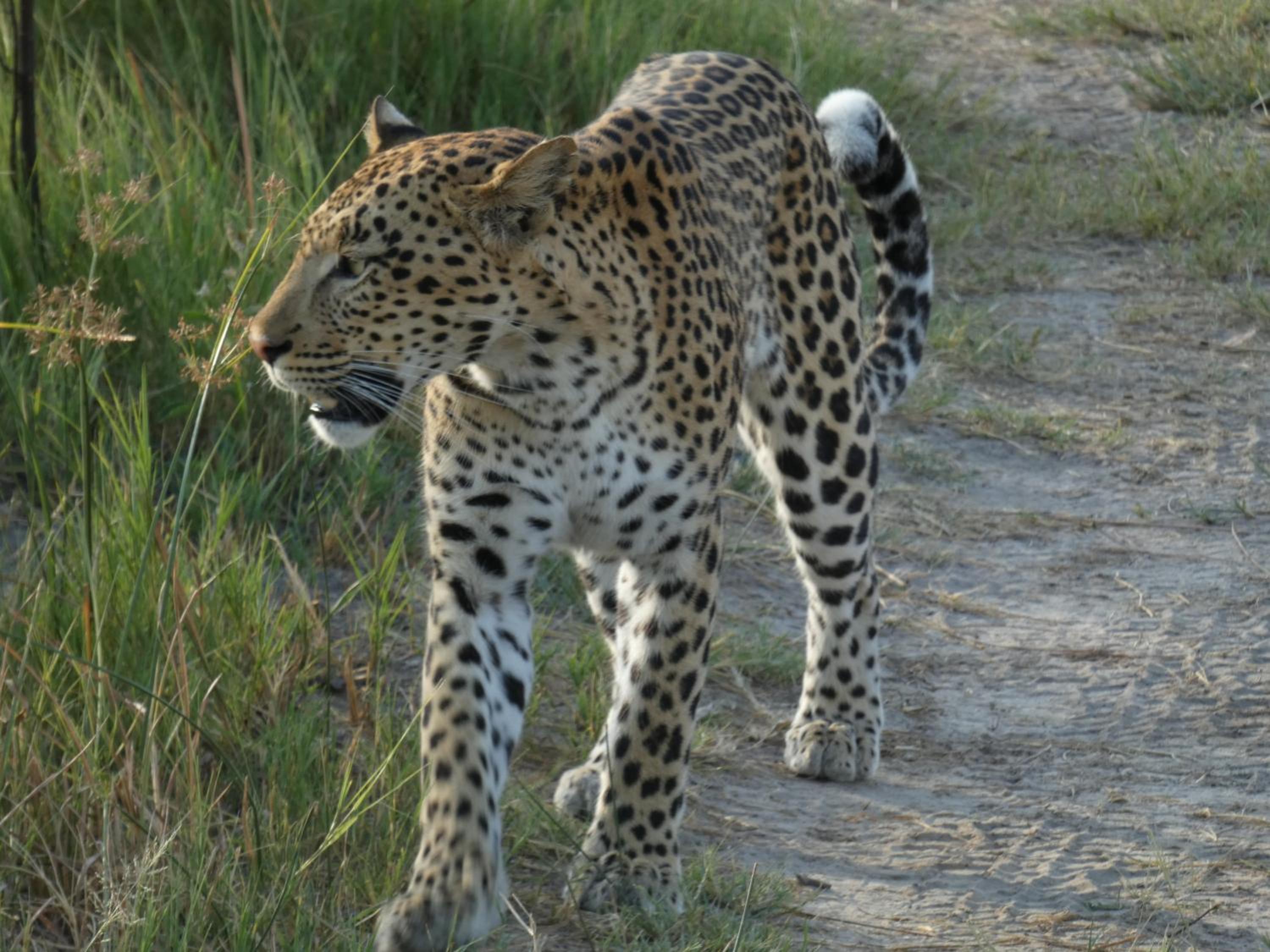 Island Safari Lodge