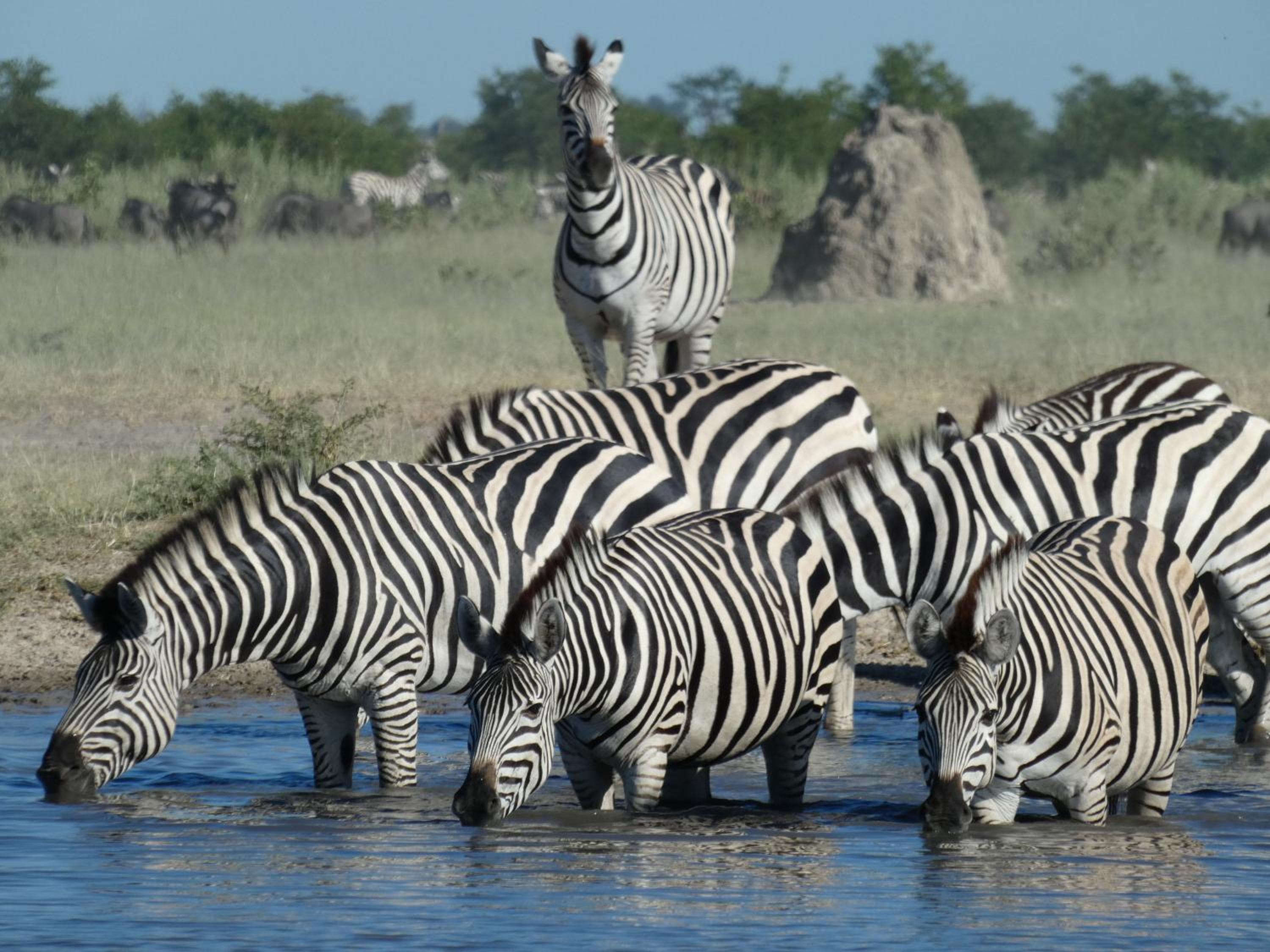 Island Safari Lodge