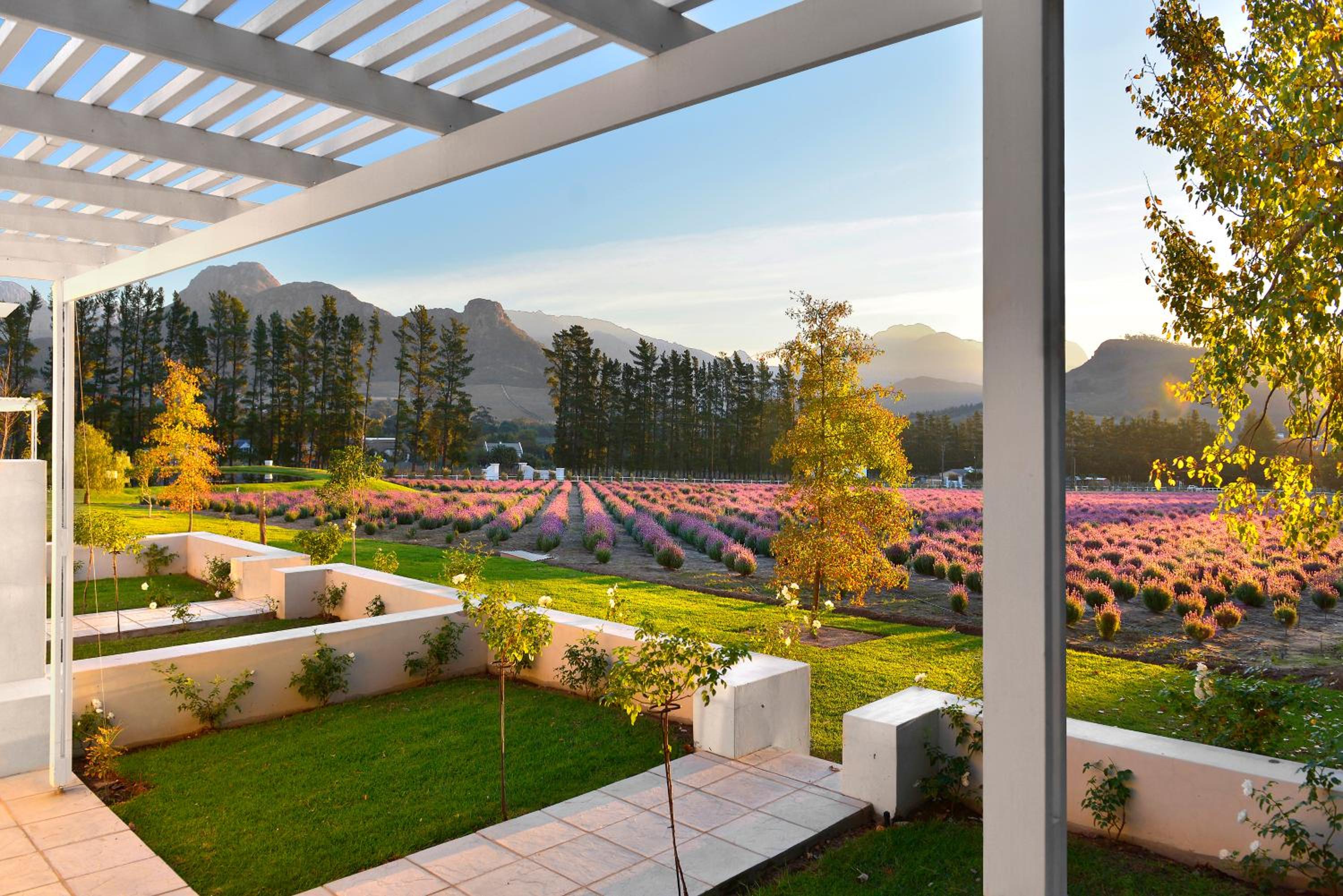 Lavender Farm Boutique Guest House