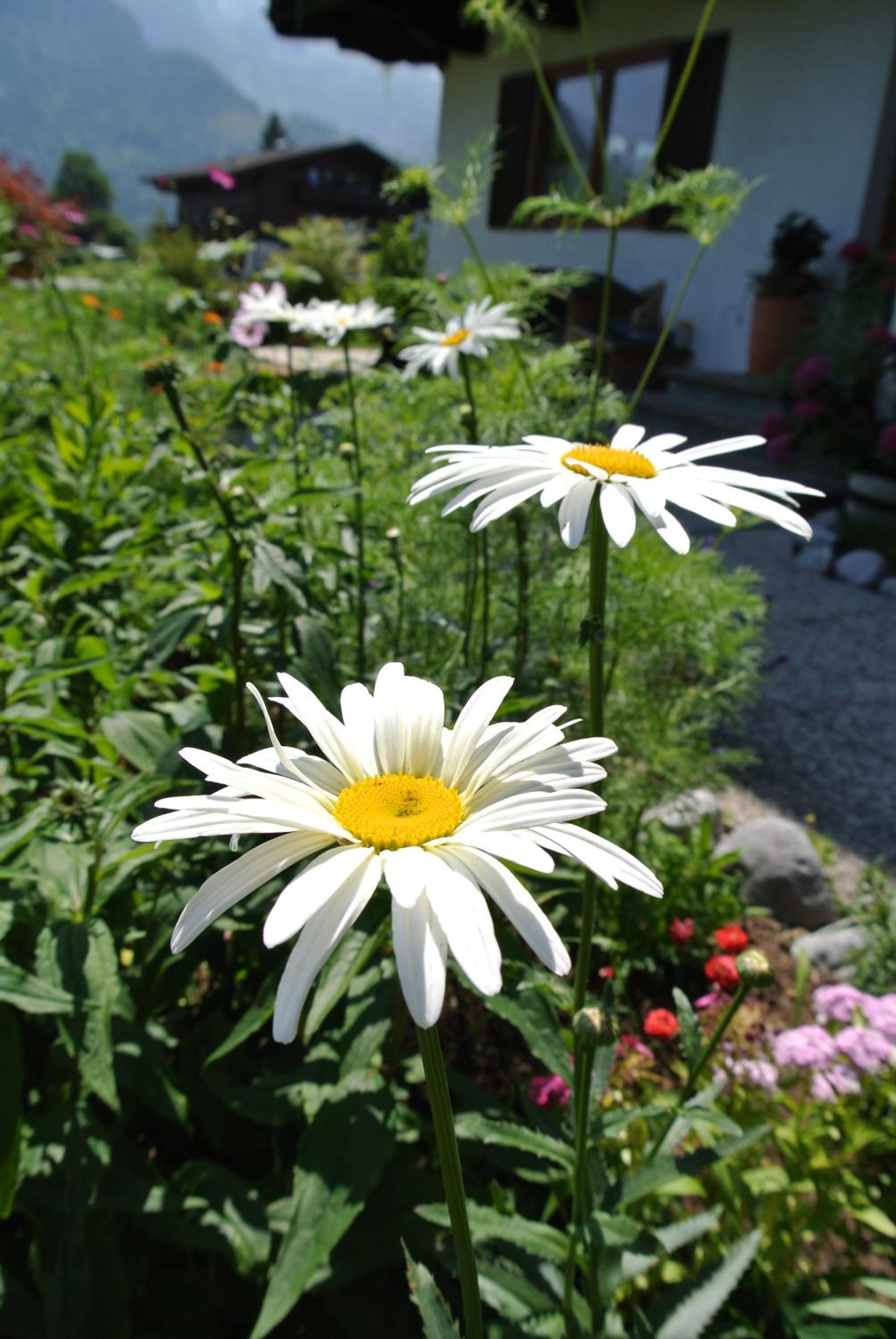 Photo 43