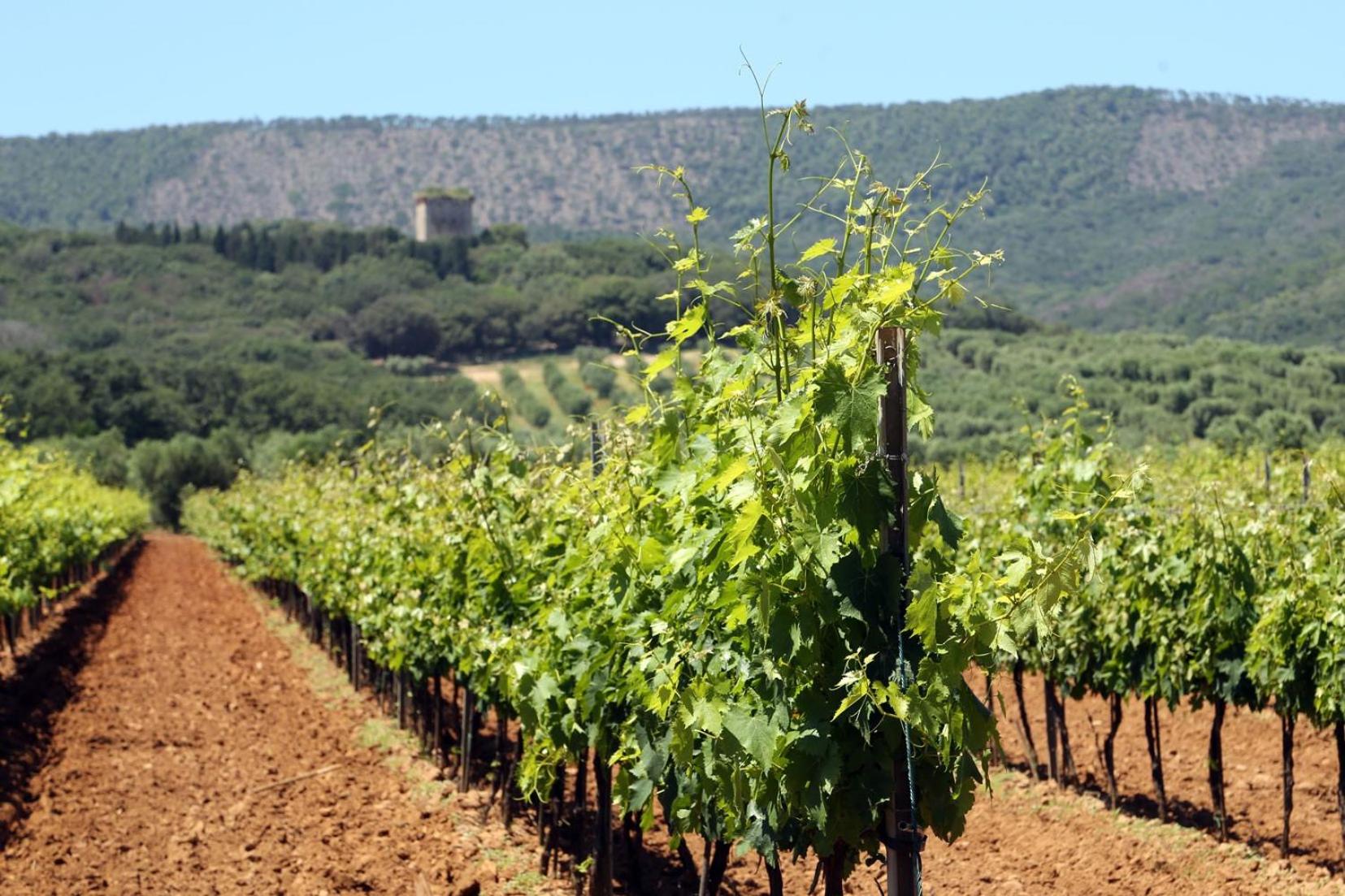 Agriturismo Fusini