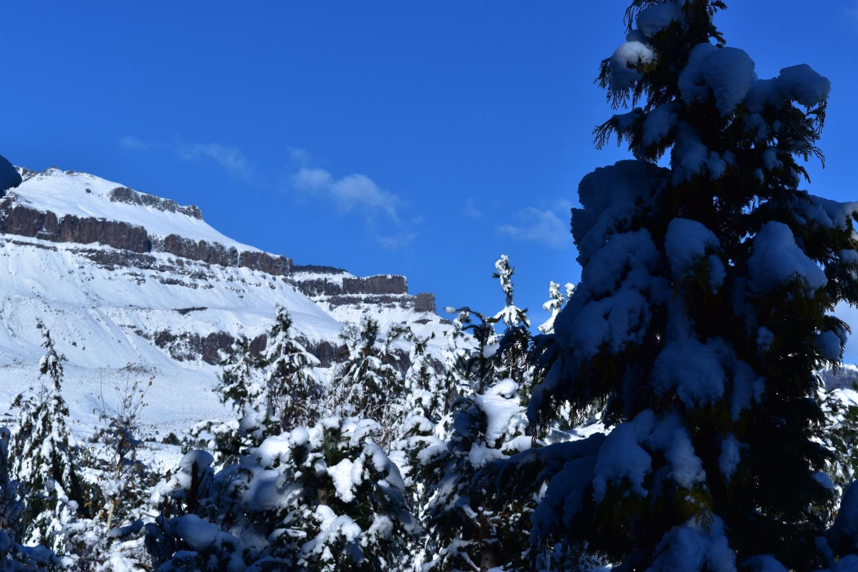 Cabaña Del Árbol