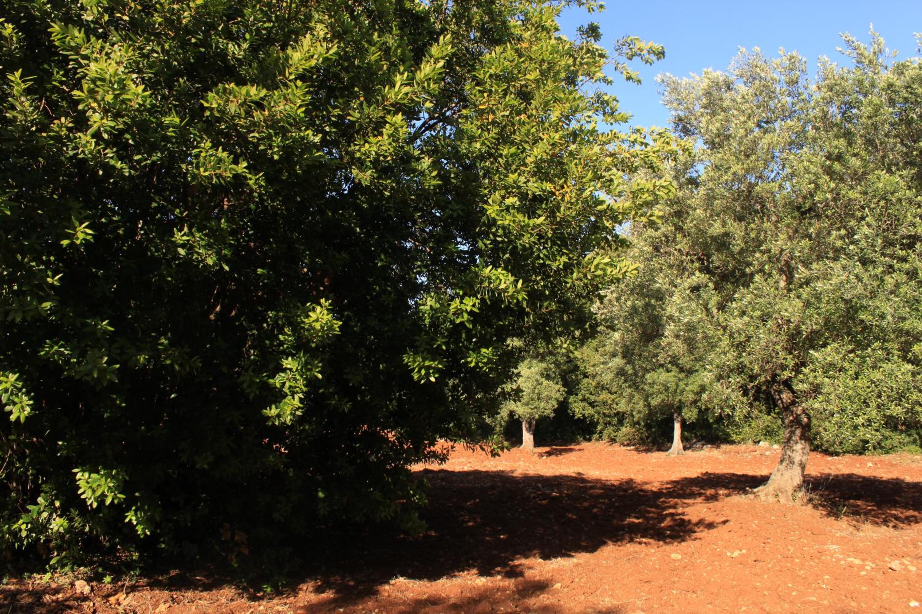 Photo 11