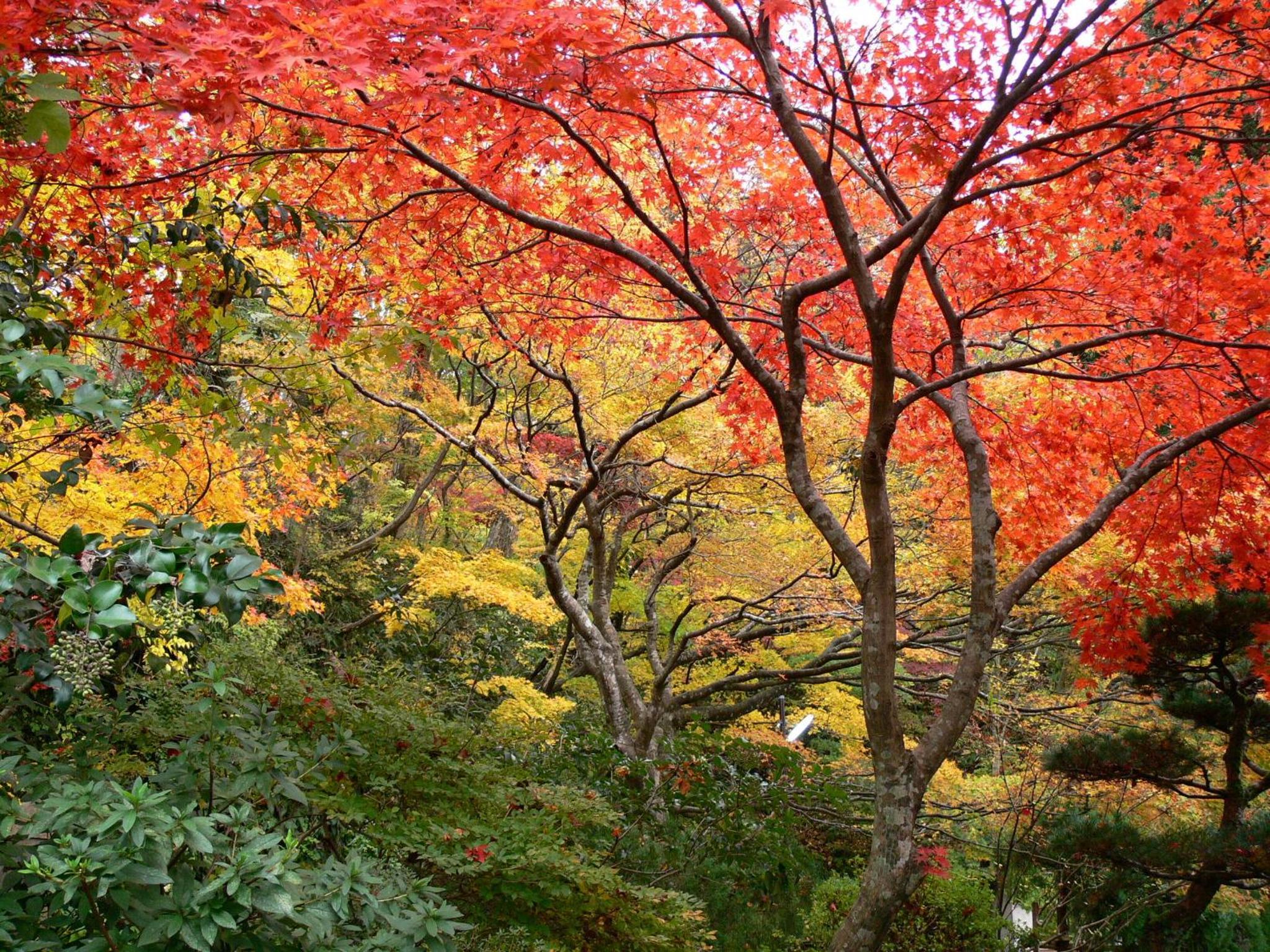 Takanosukan