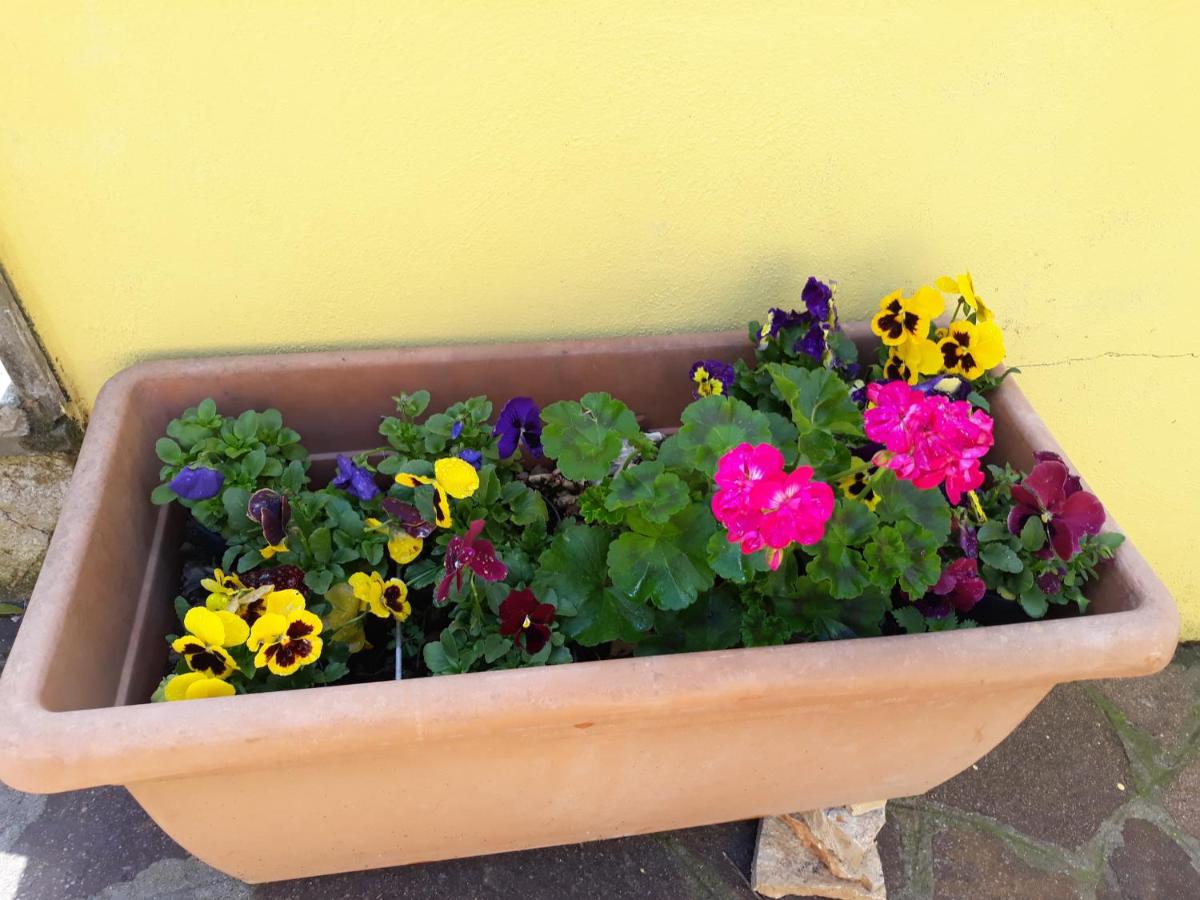 Flowery House