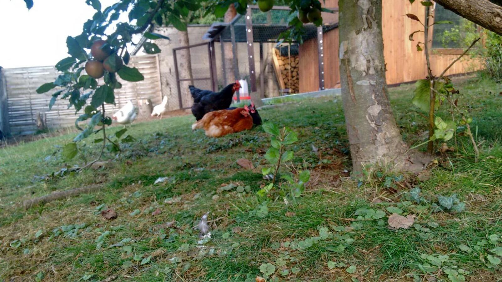 Citynahe Wohnung Festung Ehrenbreitstein 65m² mit großem Garten