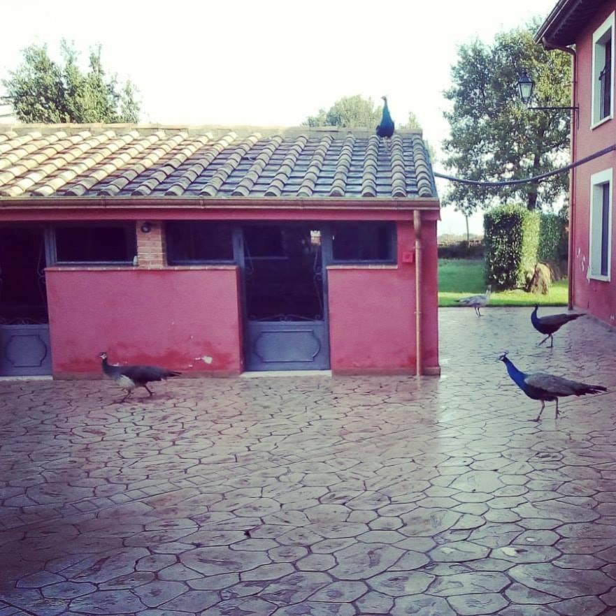 Agriturismo Podere Del Lepre, Billede 41