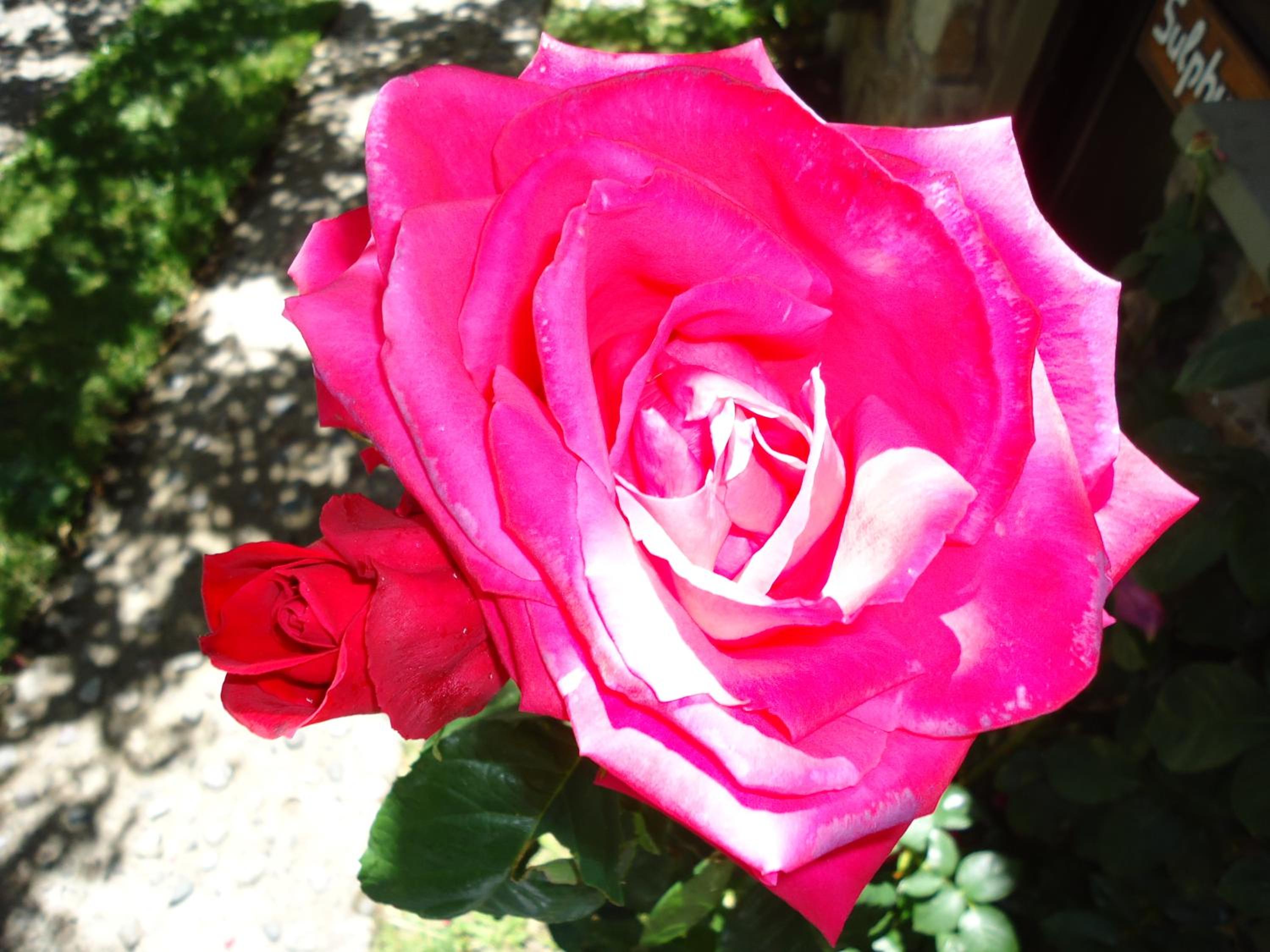 Apart Rose Garden