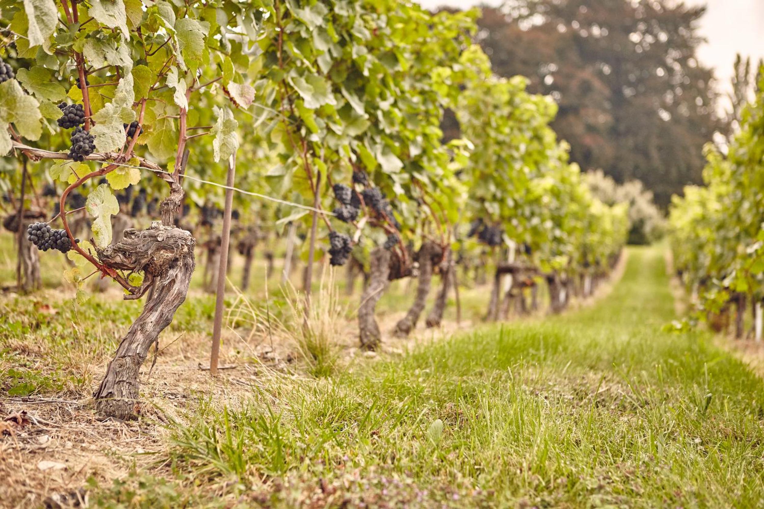 Domaine Beauregard