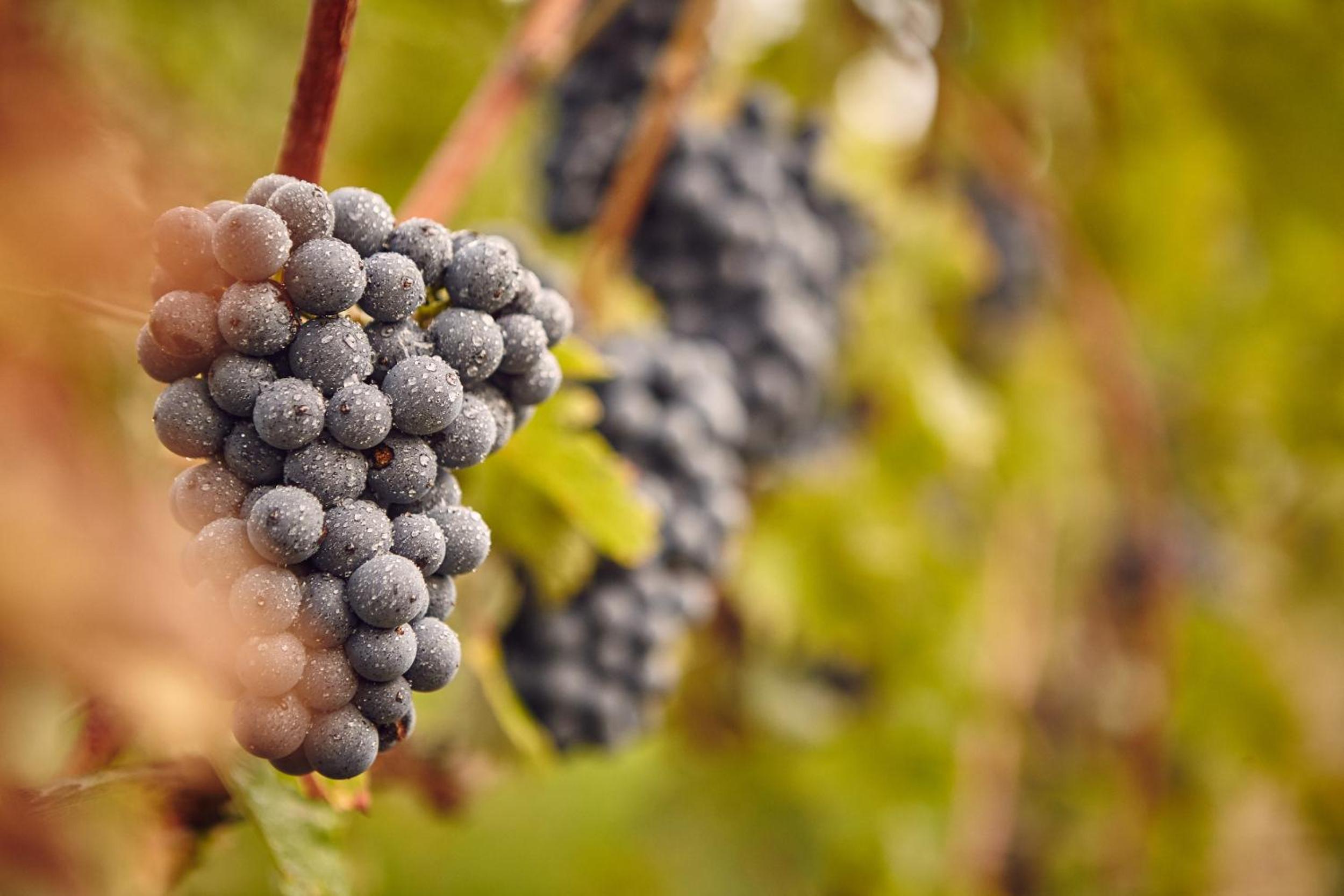 Domaine Beauregard