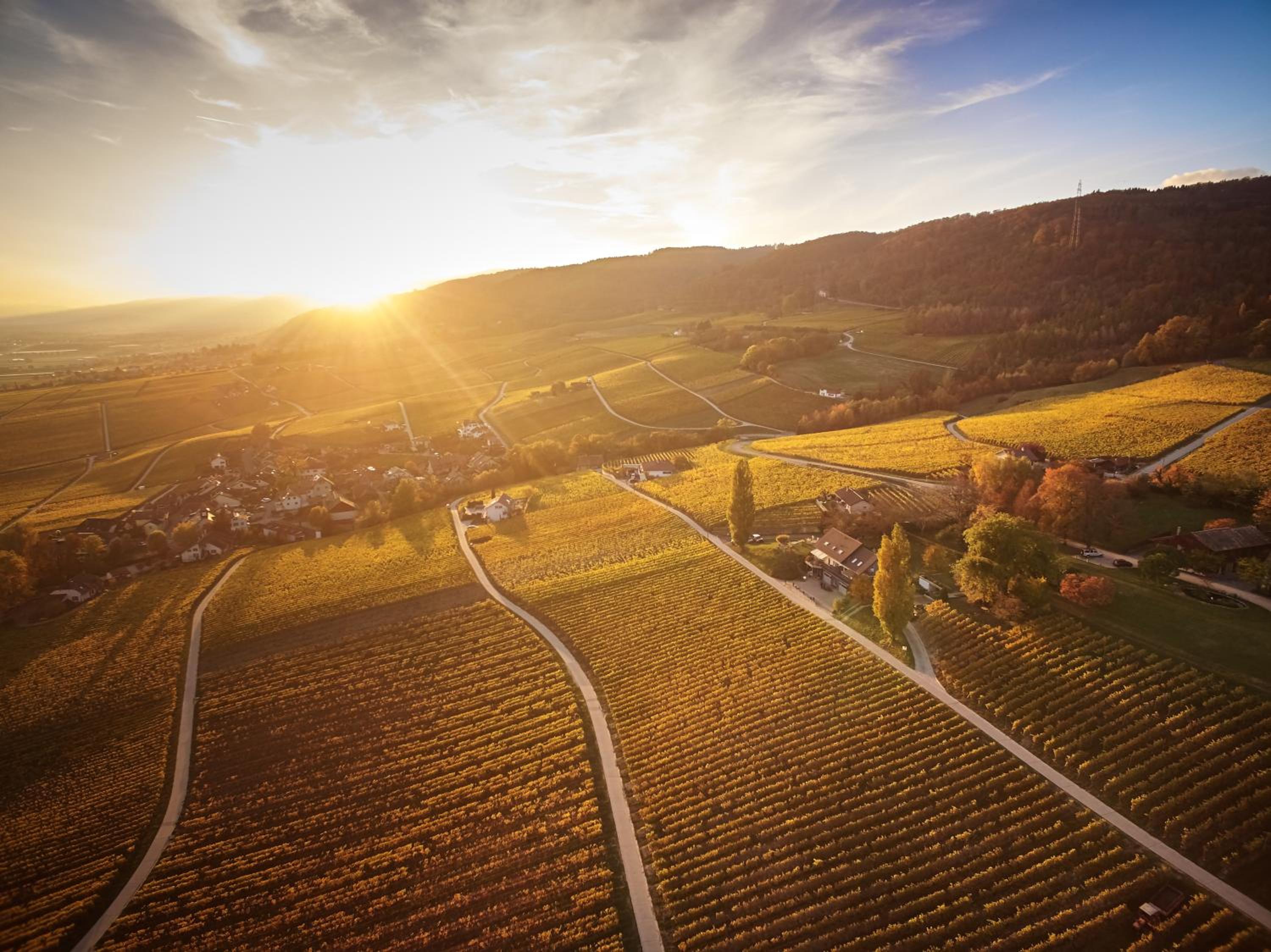 Domaine Beauregard