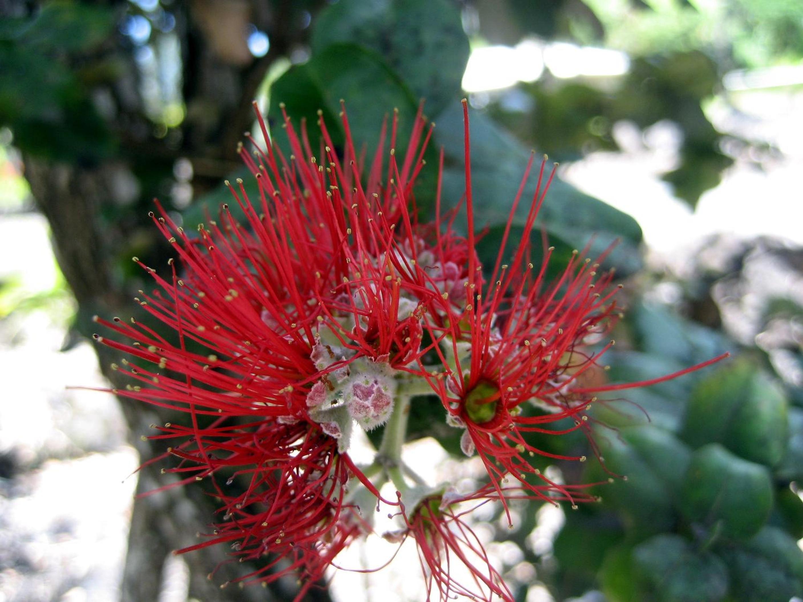 Keaau Place