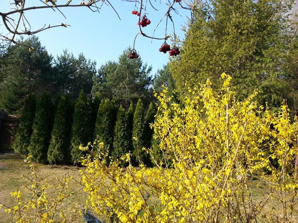 Photo 41