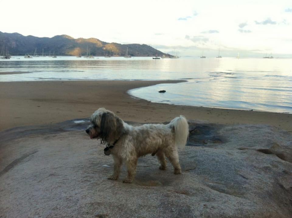 STUNNING MAGNETIC ISLAND HOME, PRIVATE, LARGE POOL, CHILDREN AND PETS on REQUEST PLEASE
