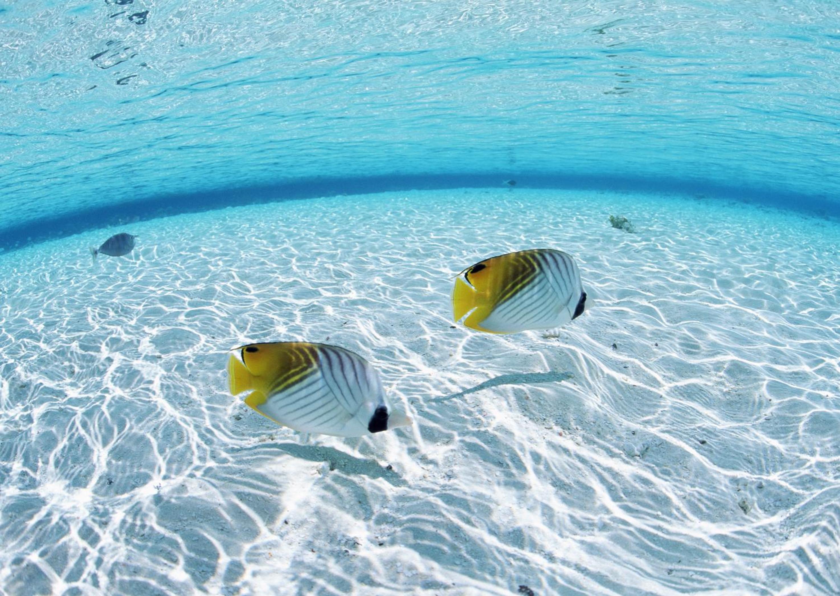 Petit Resort Native Sea Amami