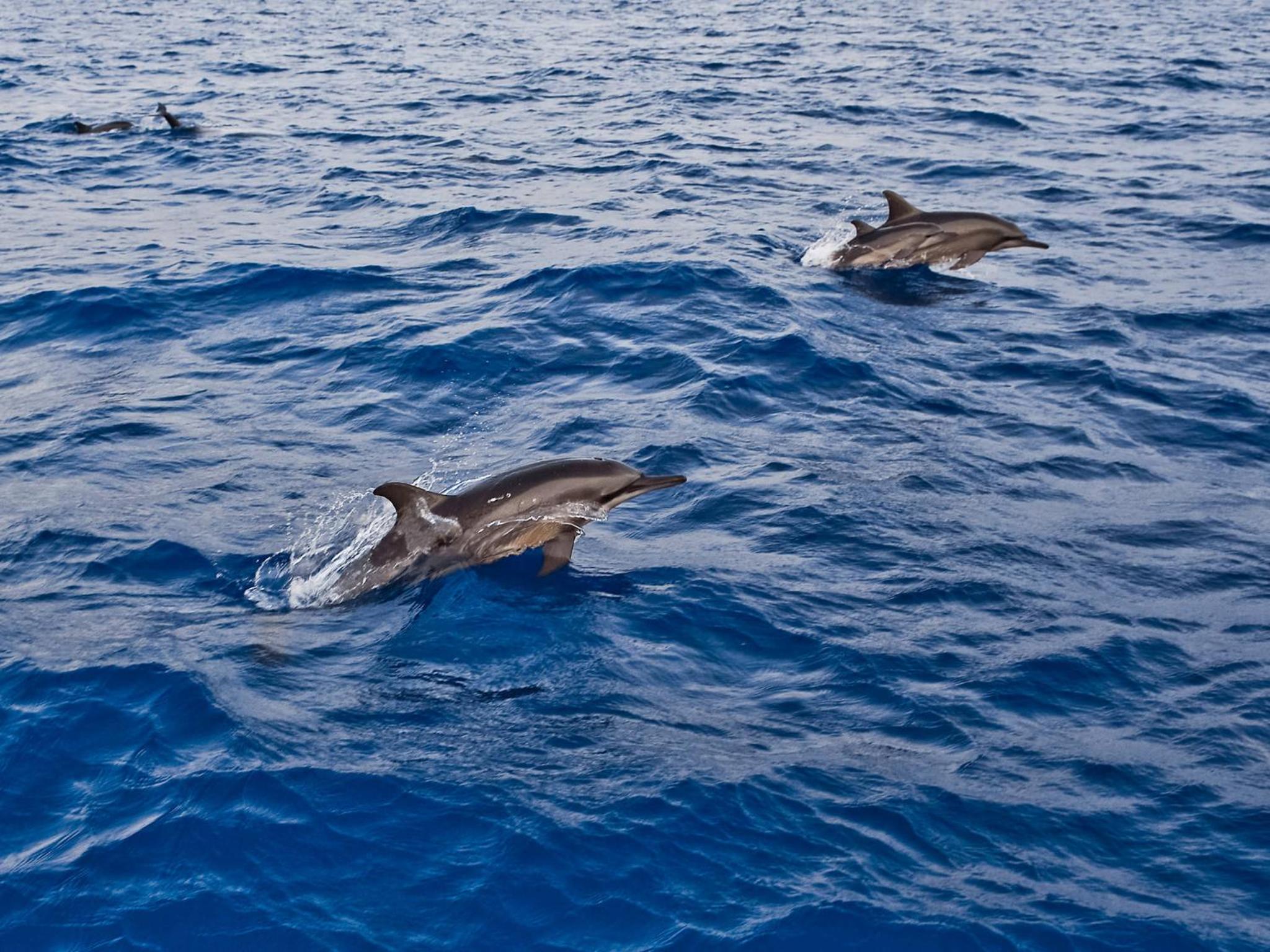Bandos Maldives