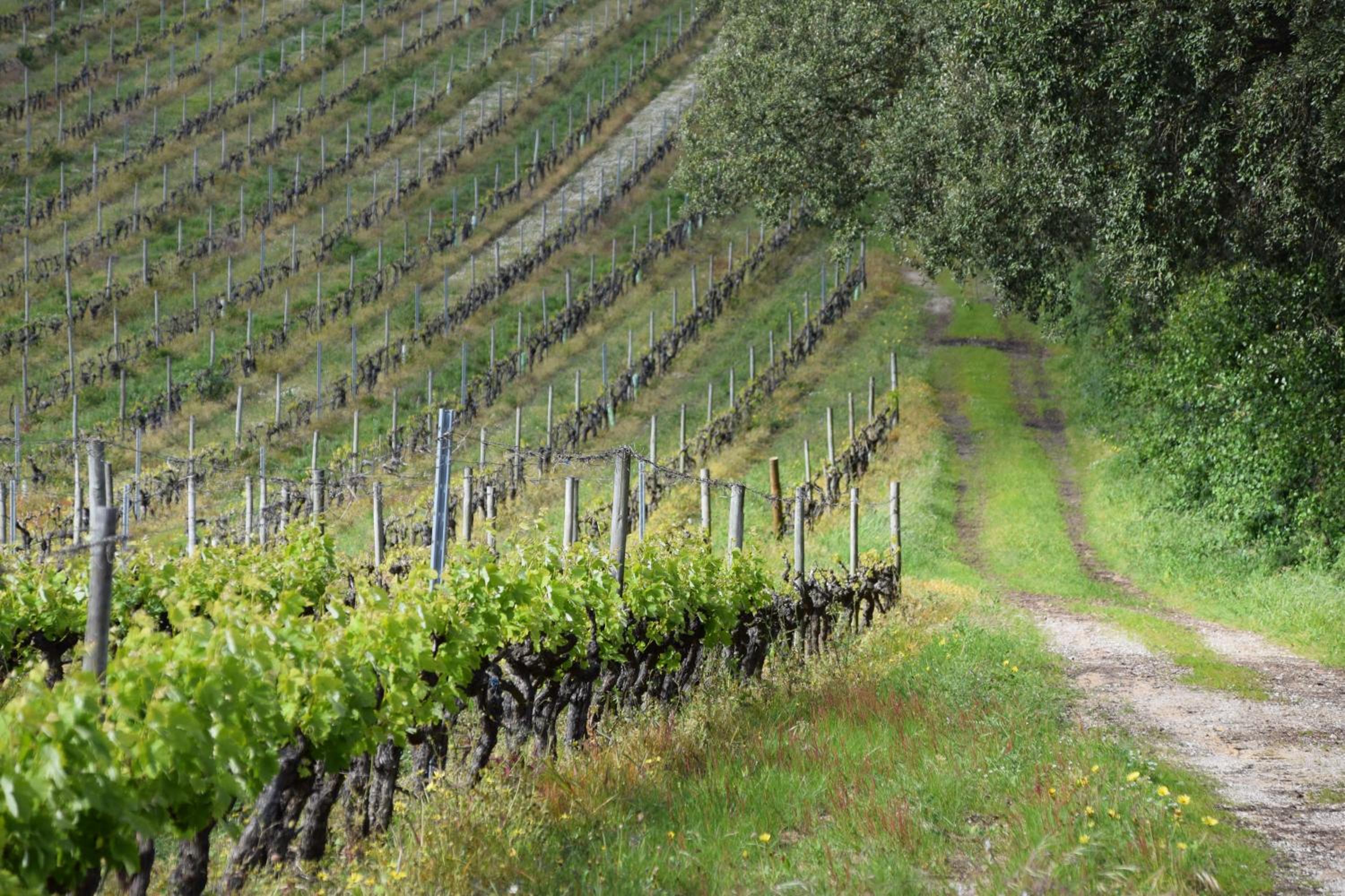 Quinta De Catralvos view 2
