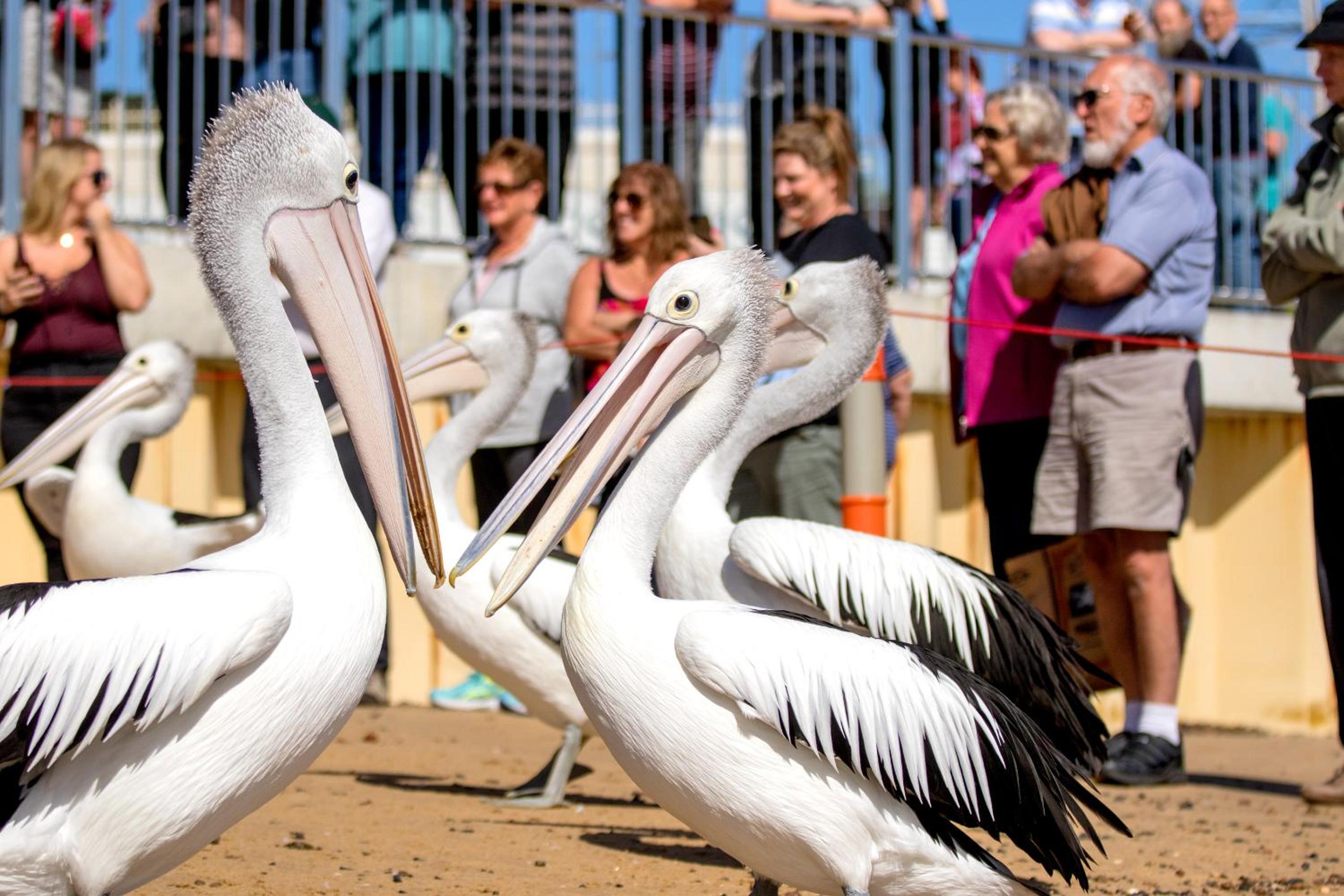 BIG4 Ingenia Holidays Phillip Island