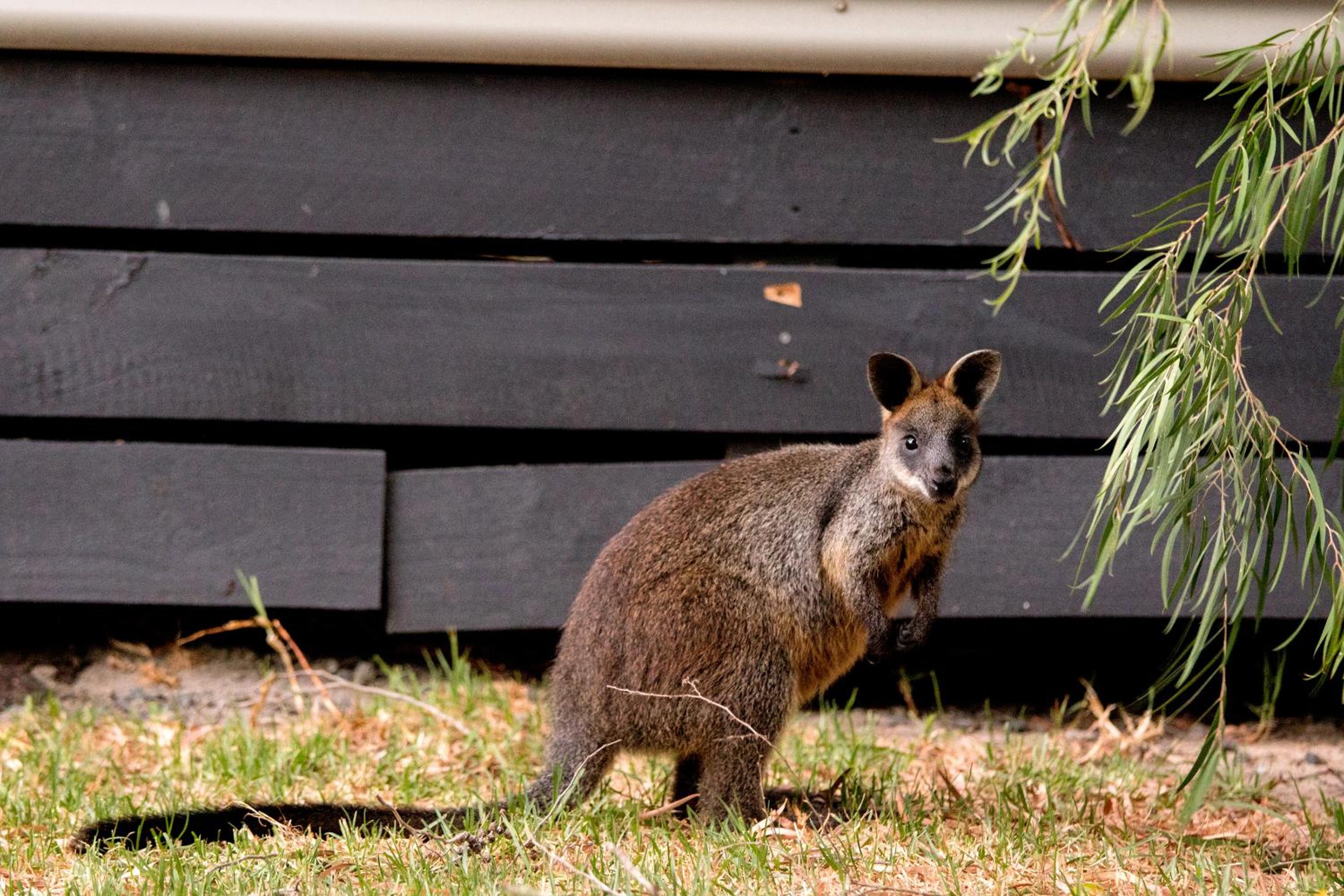 BIG4 Ingenia Holidays Phillip Island
