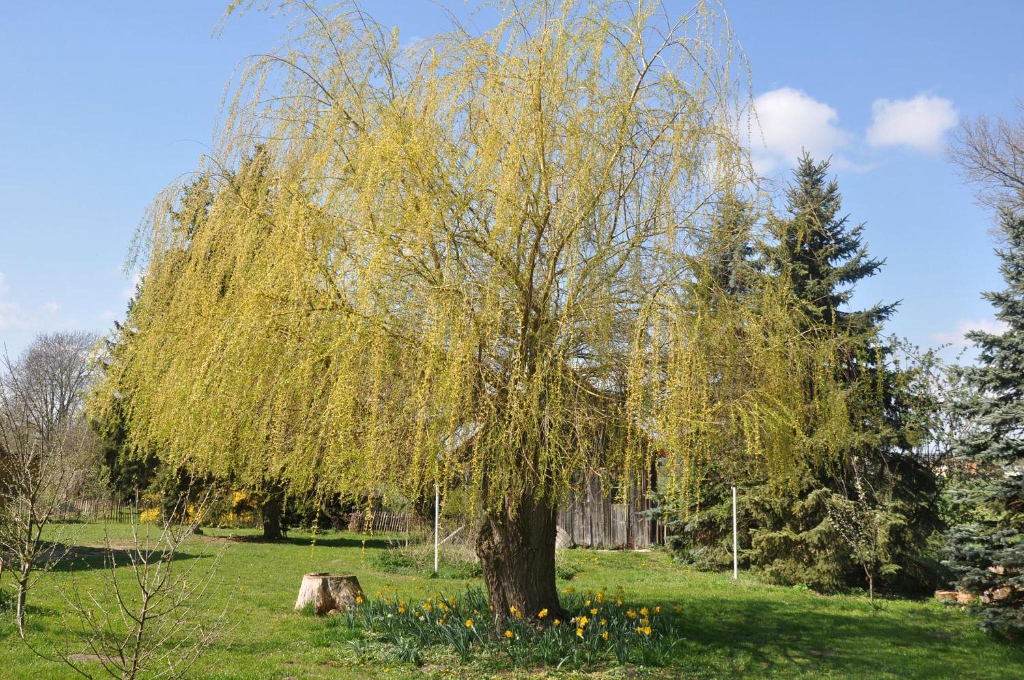 Ferienhaus Ilse-Bilse