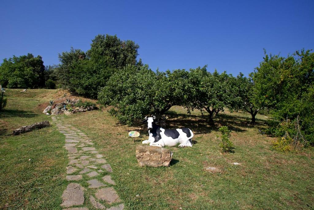 Photo 44