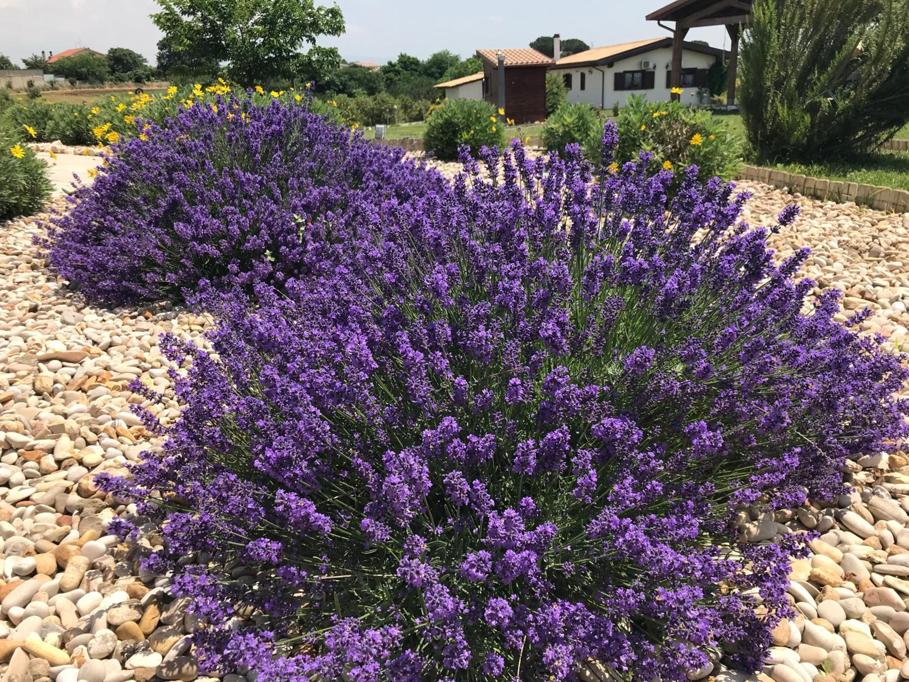 La collina delle fonti
