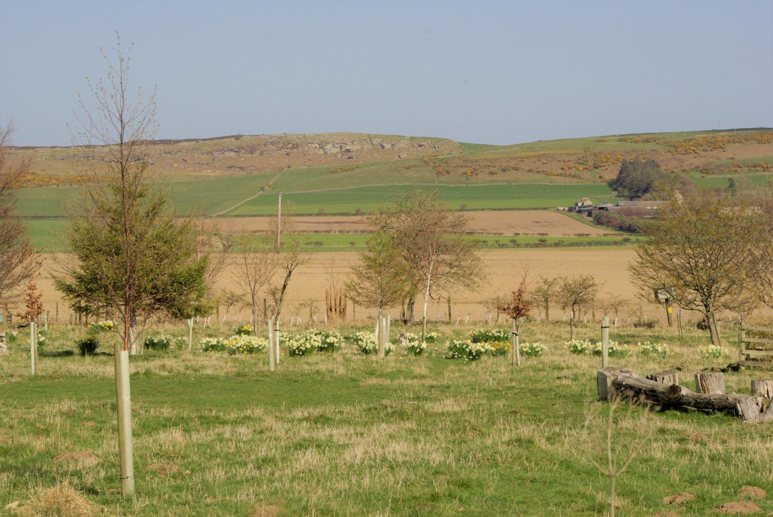 Cuddy's Croft view 2