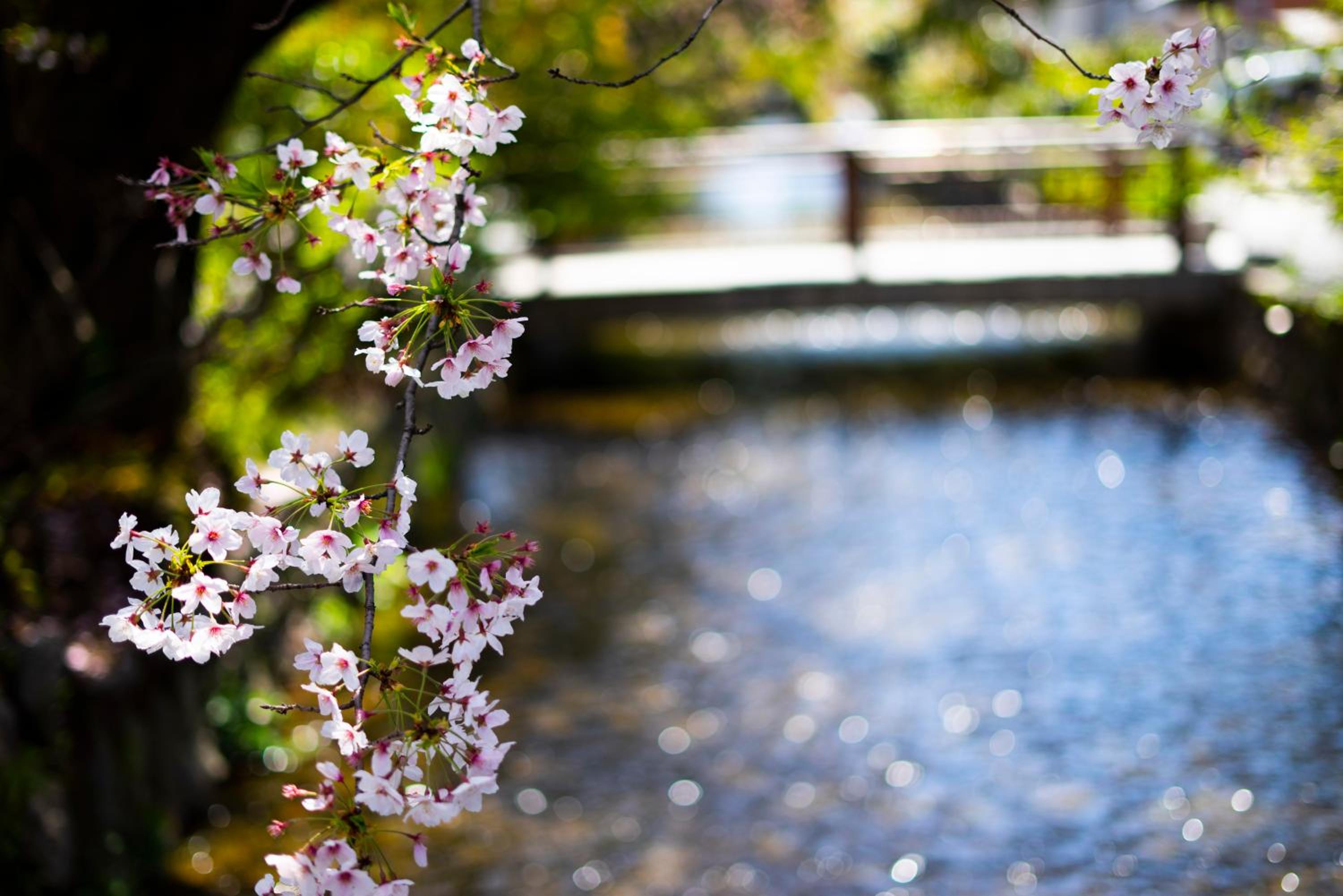 Kyoto Takasegawa Bettei 29