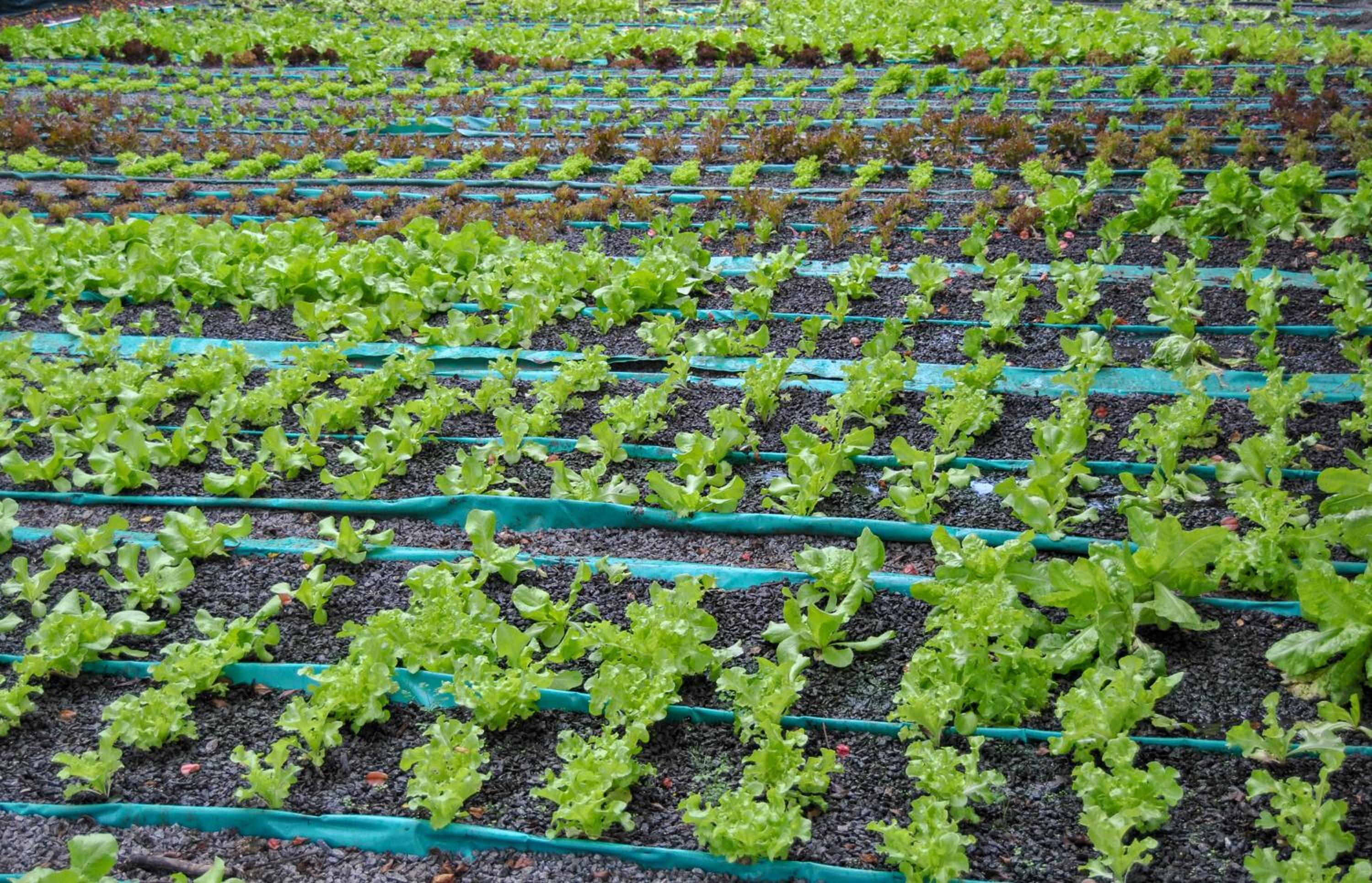 Hamilton Urban Farm Guest House