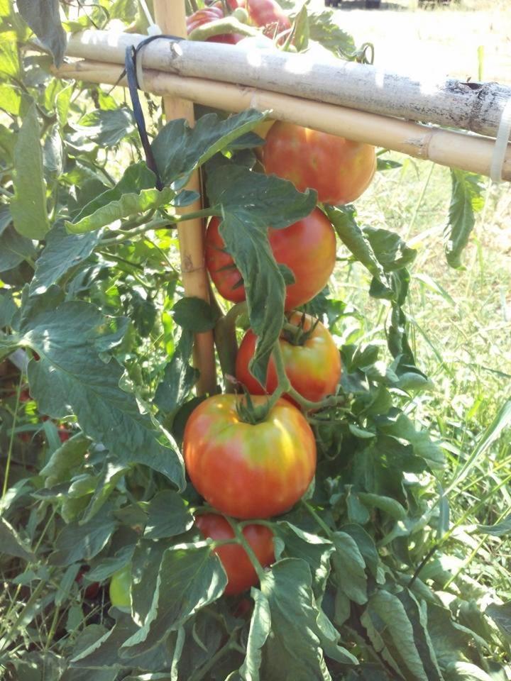 Photo 32