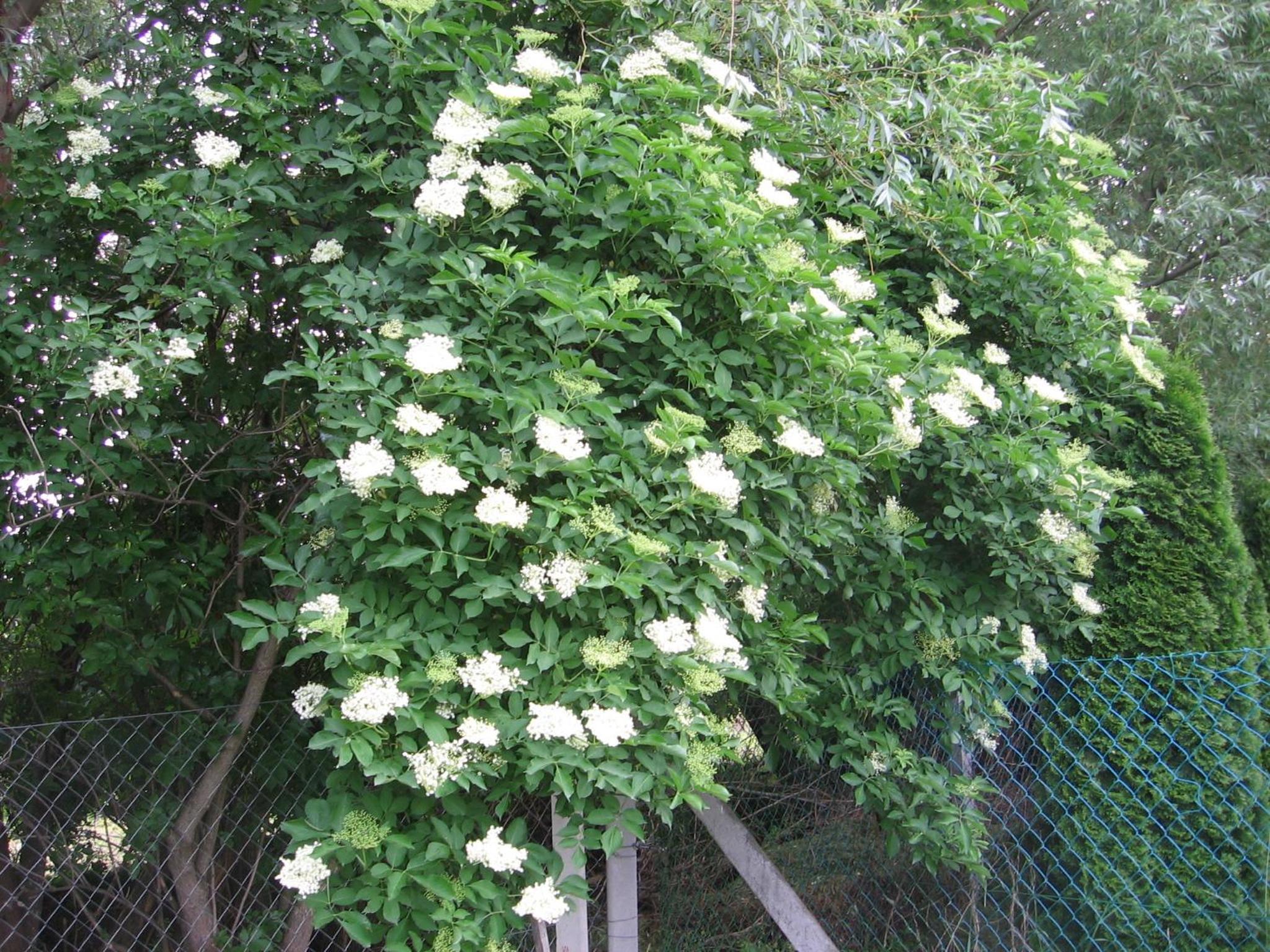 Photo 35