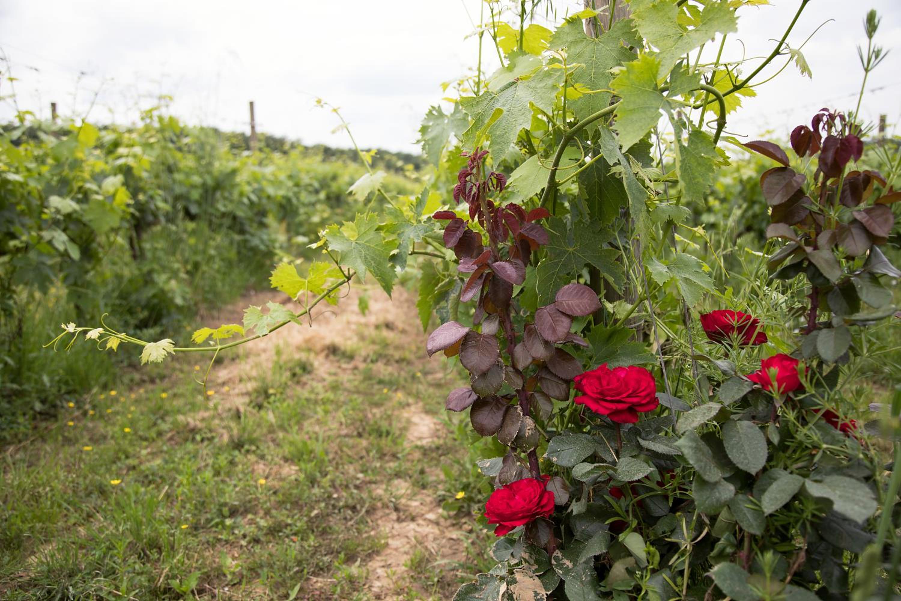 Photo 74