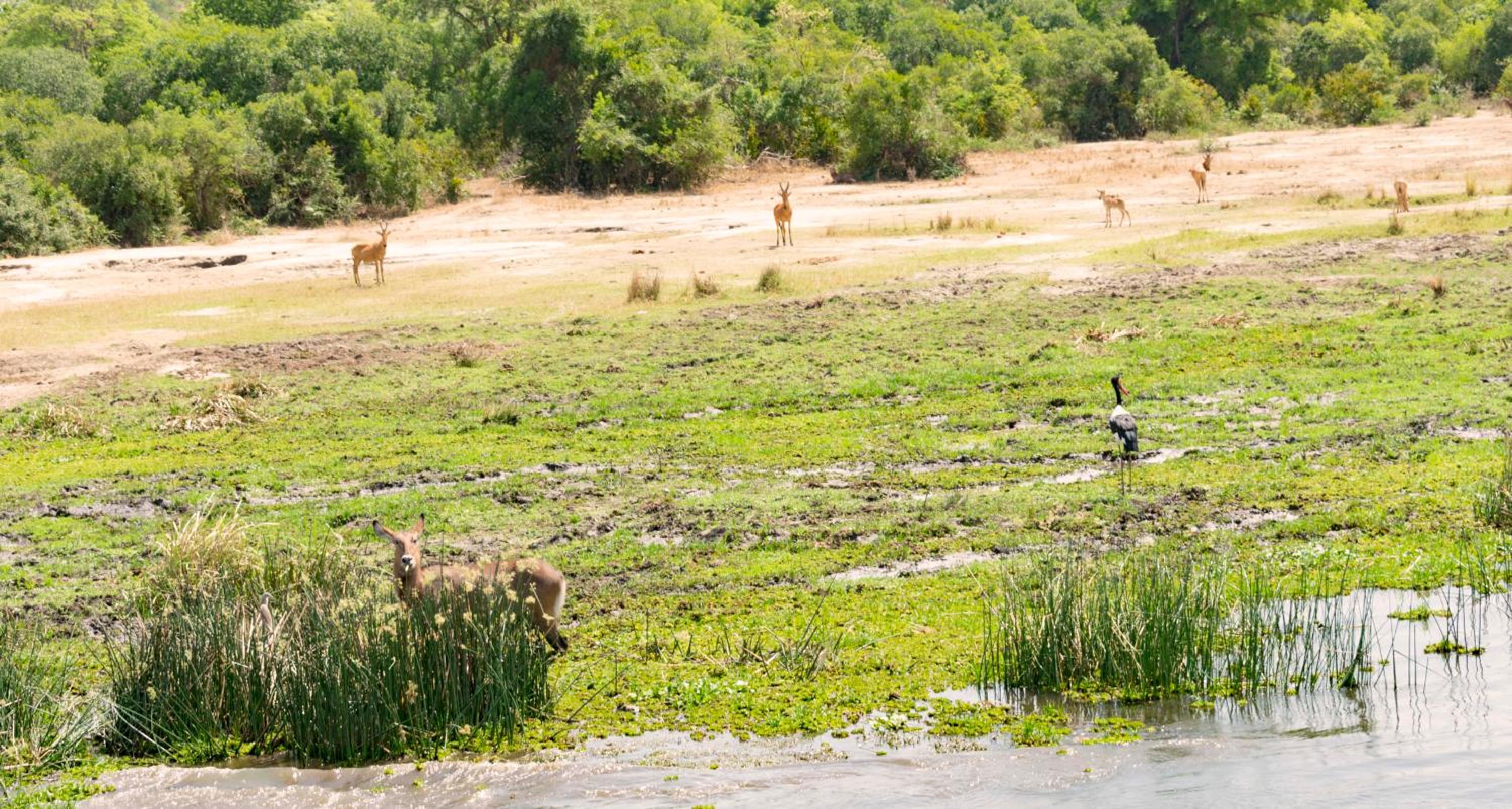 Sambiya River Lodge 33