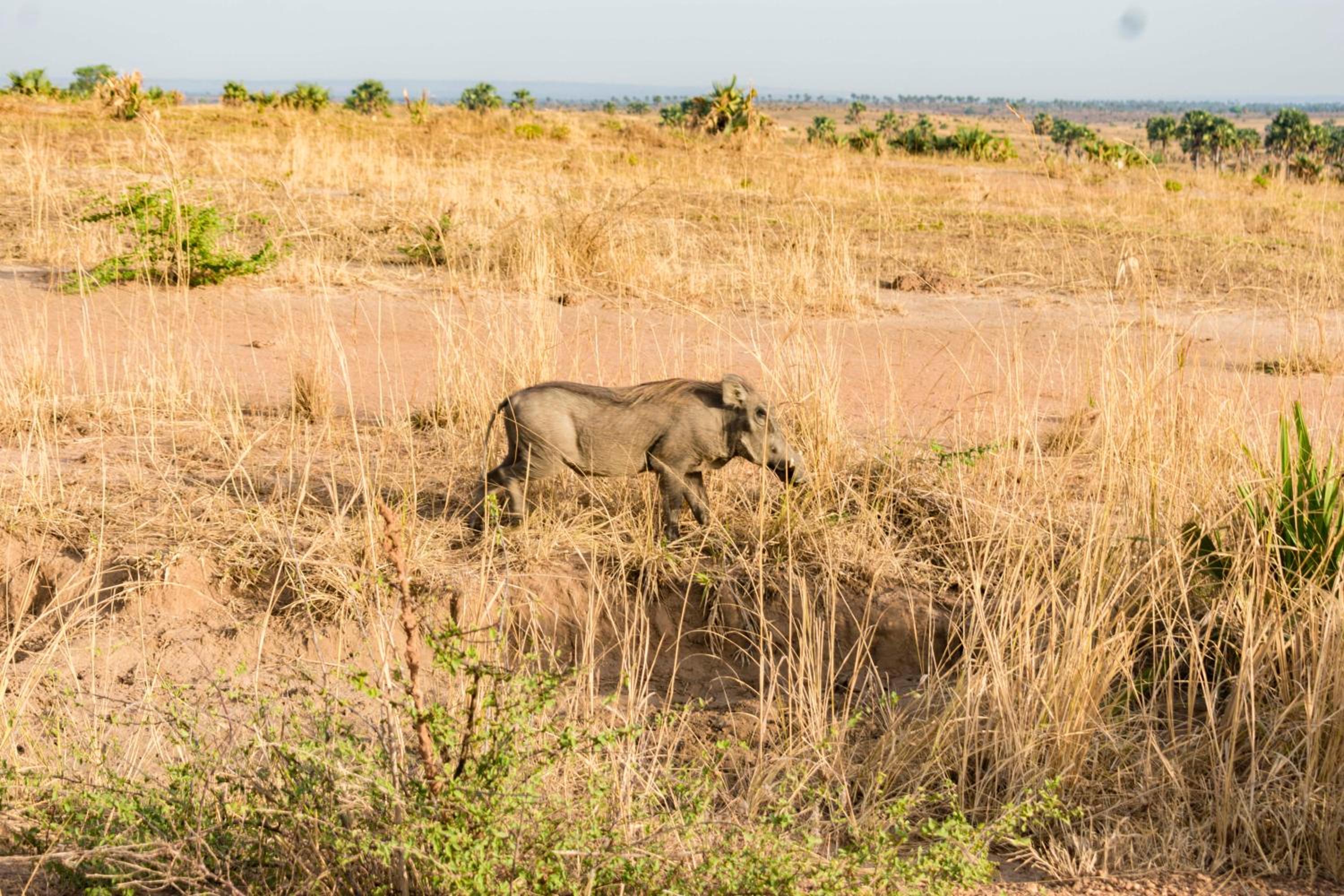 Sambiya River Lodge 25