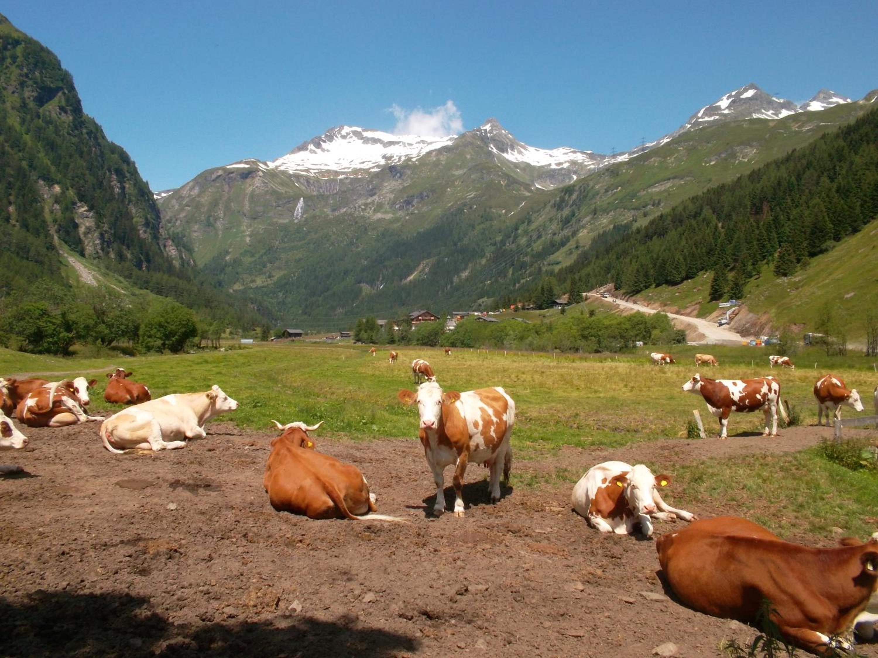 Riepleralm