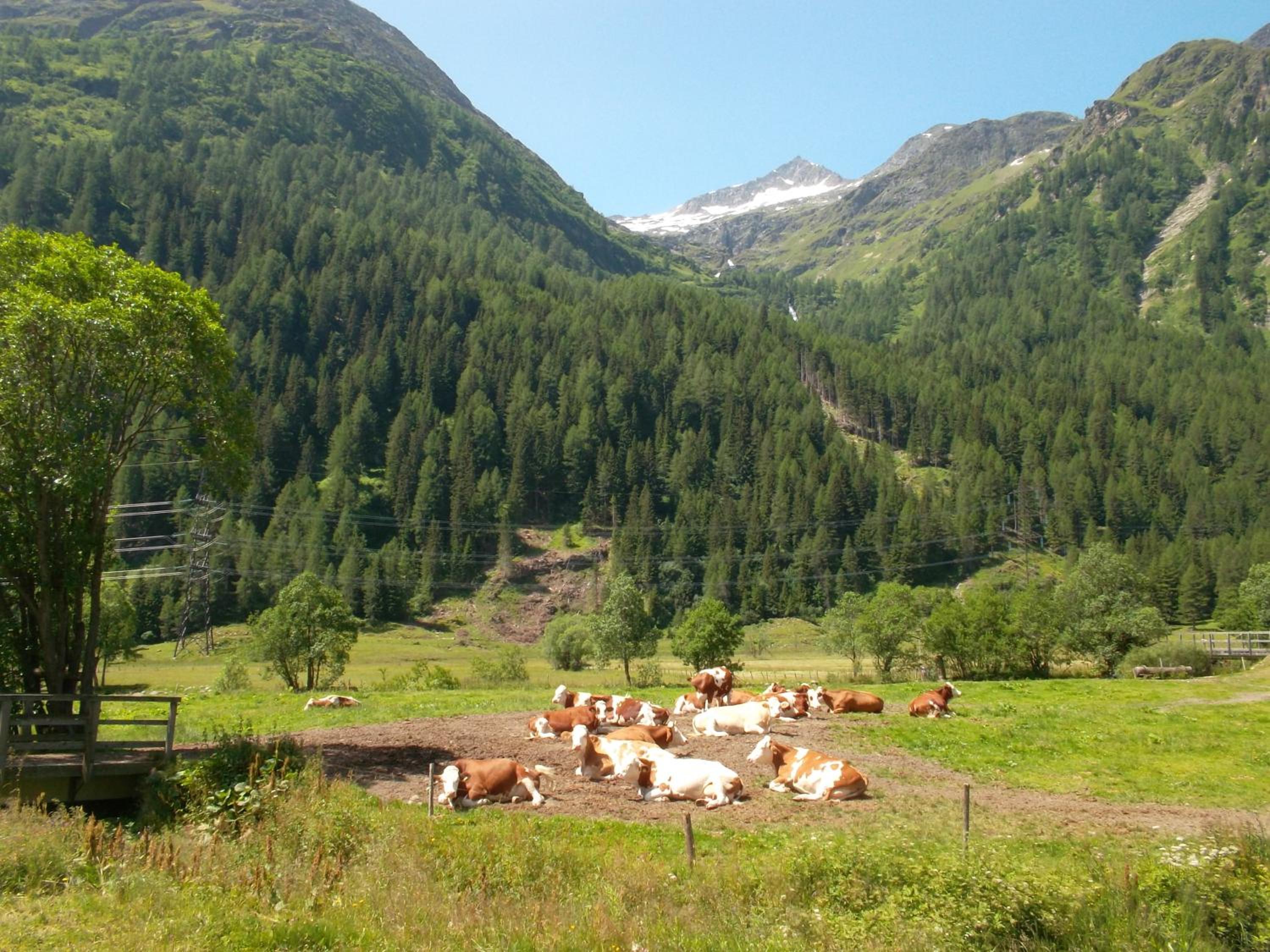 Riepleralm